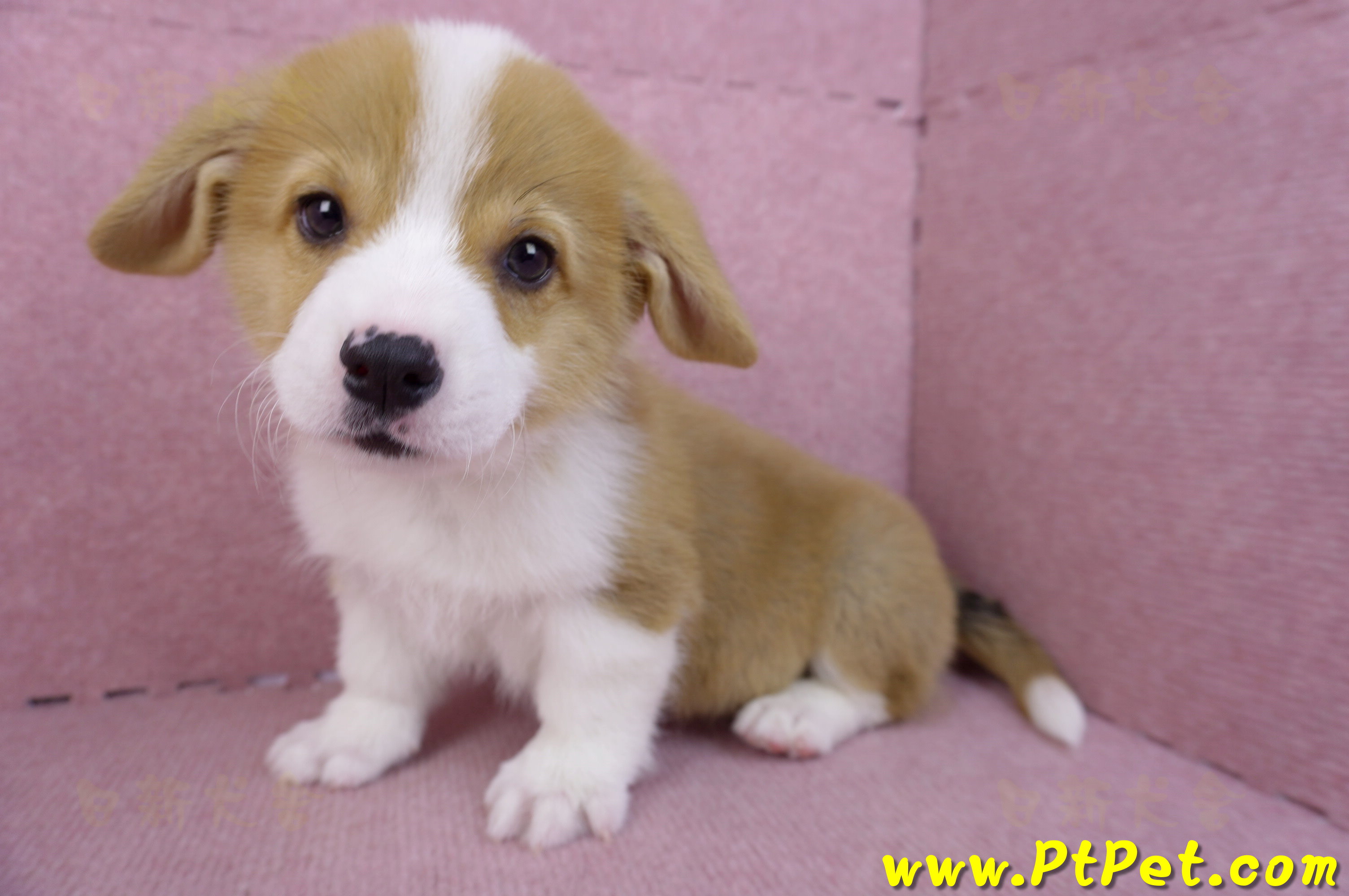 11/02雙色柯基犬公幼犬