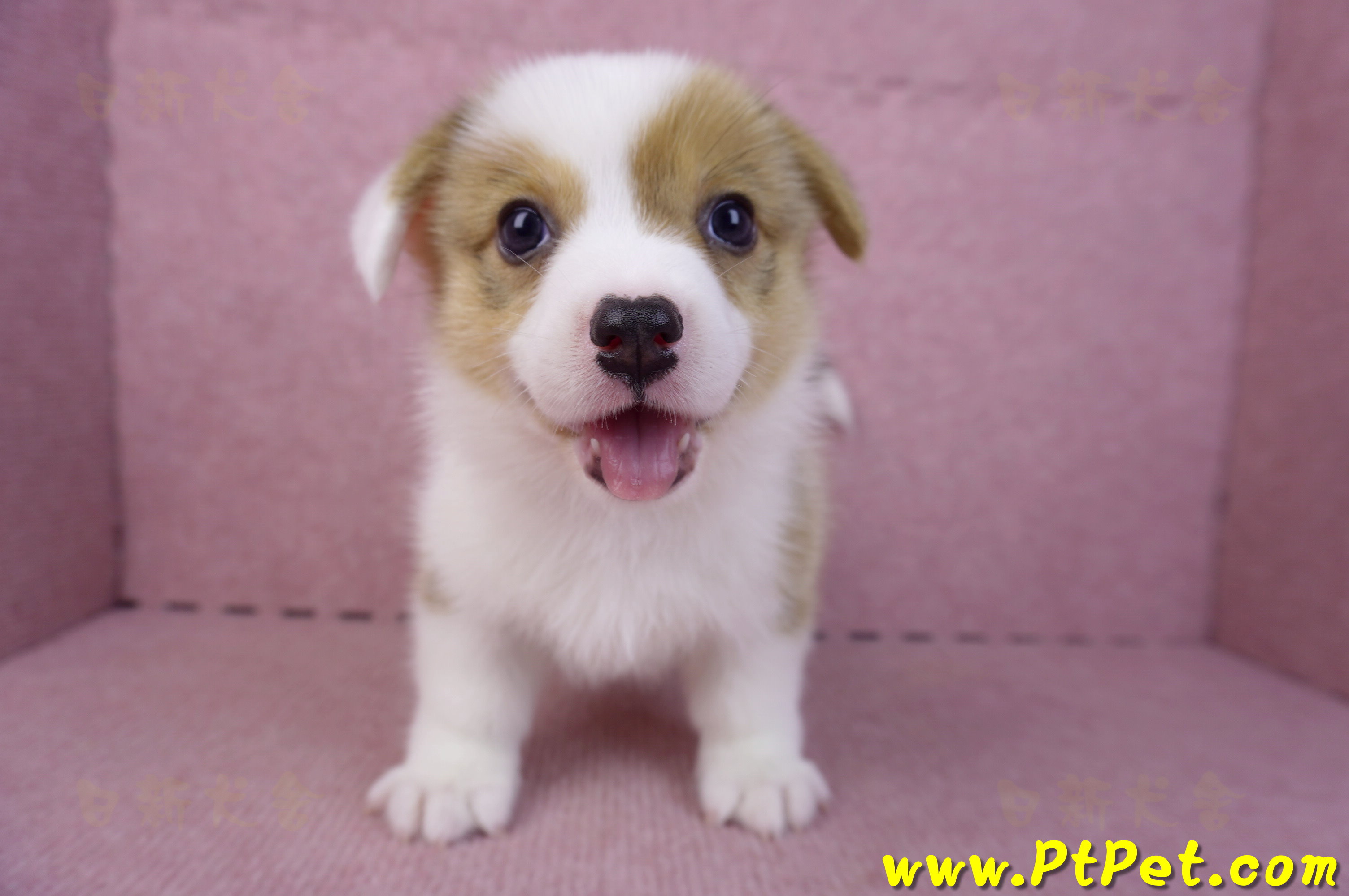 09/22雙色柯基犬公幼犬