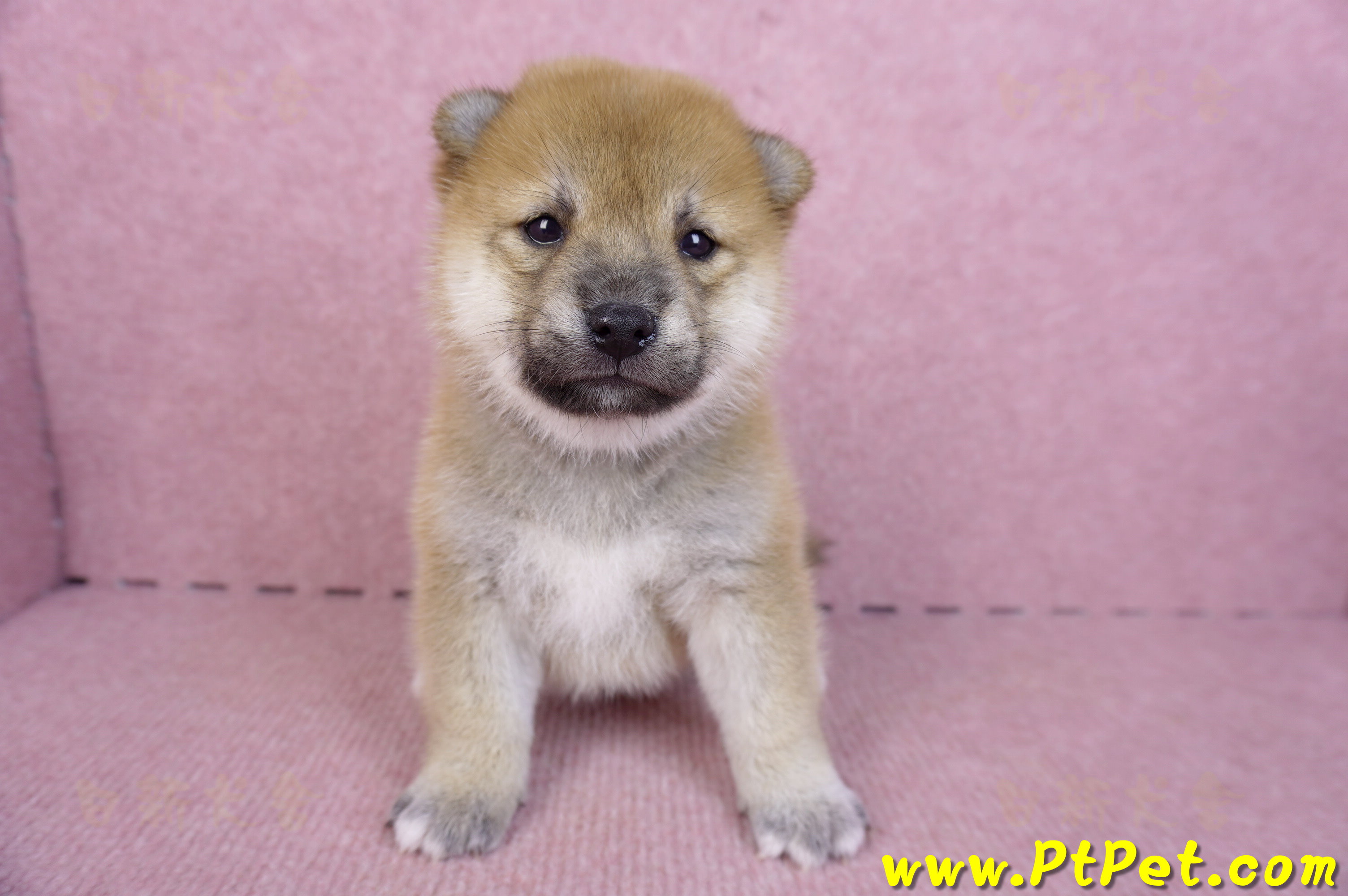 09/21赤色柴犬母幼犬1號(高雄橋頭)