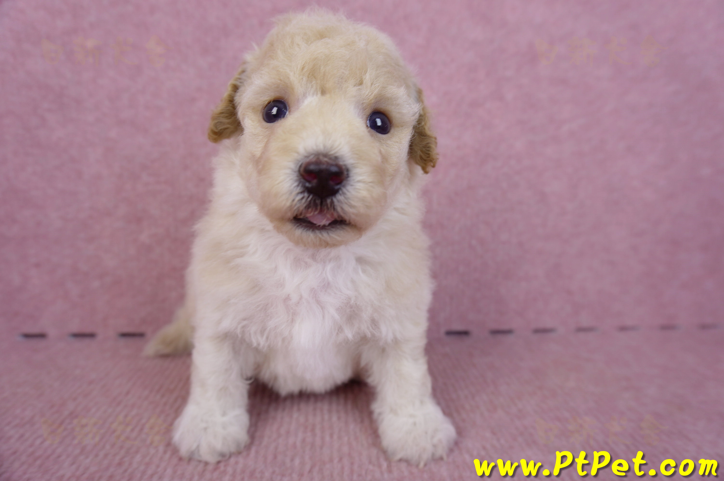 09/23泰迪比熊公幼犬1號(高雄鳳山)