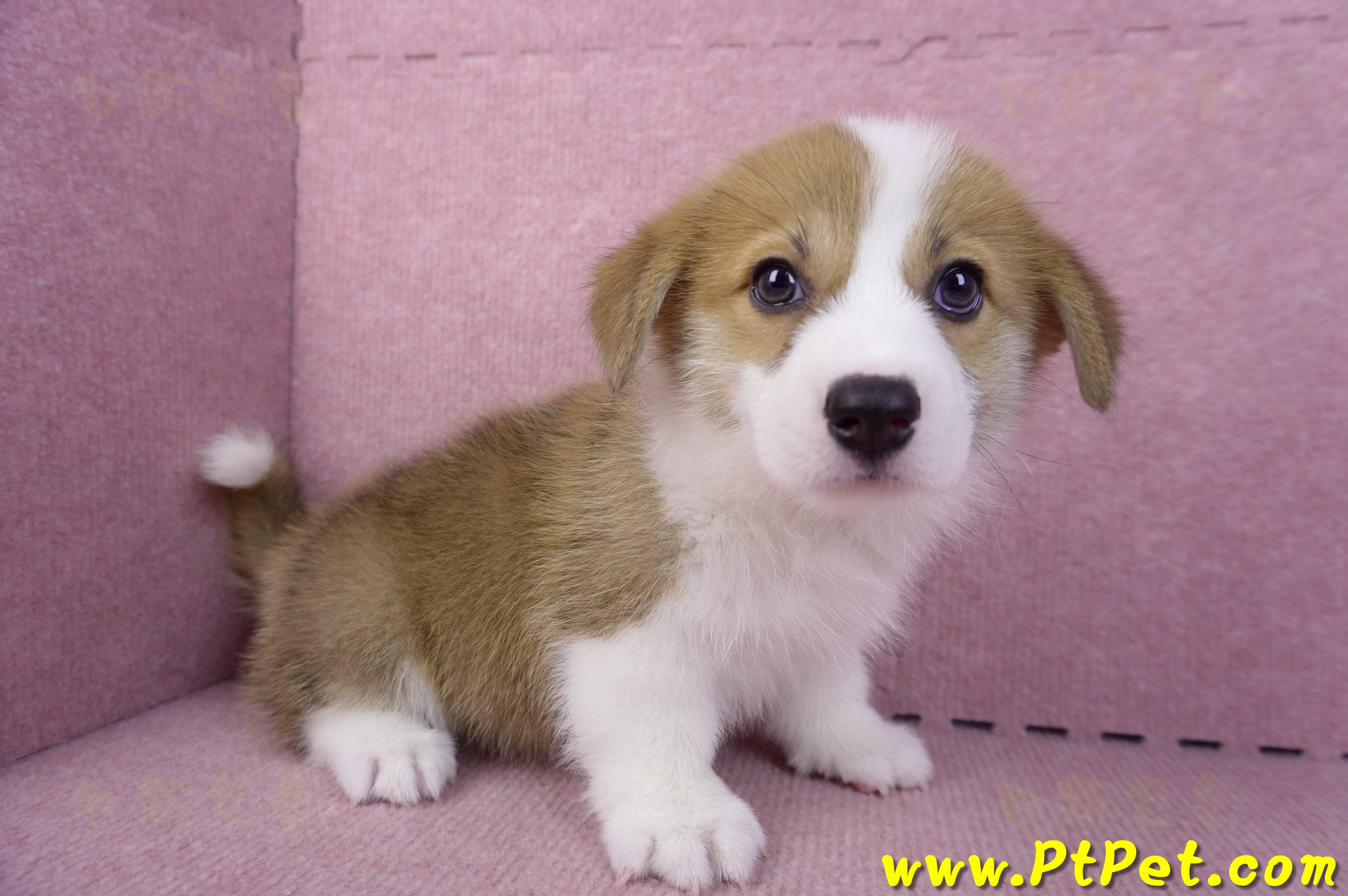 10/10雙色柯基犬母幼犬1號