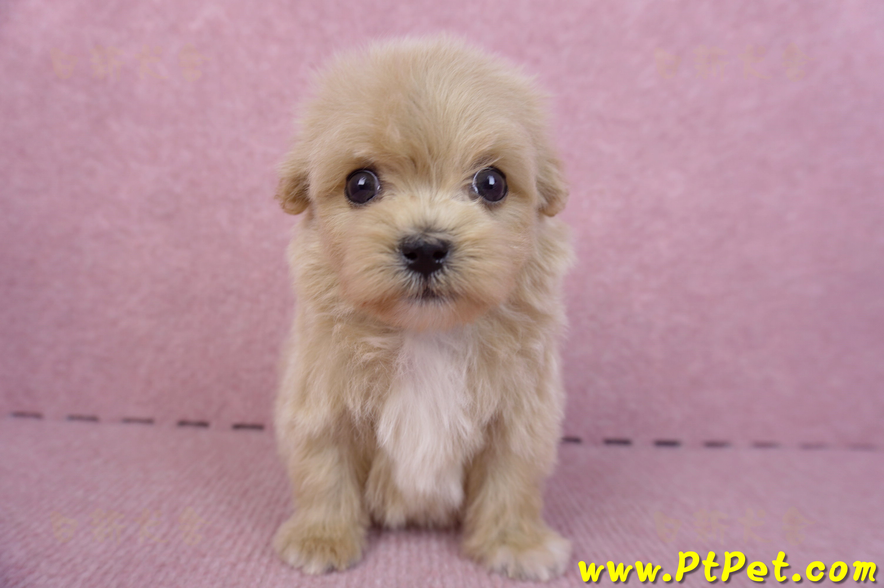 10/13馬爾泰迪公幼犬3號