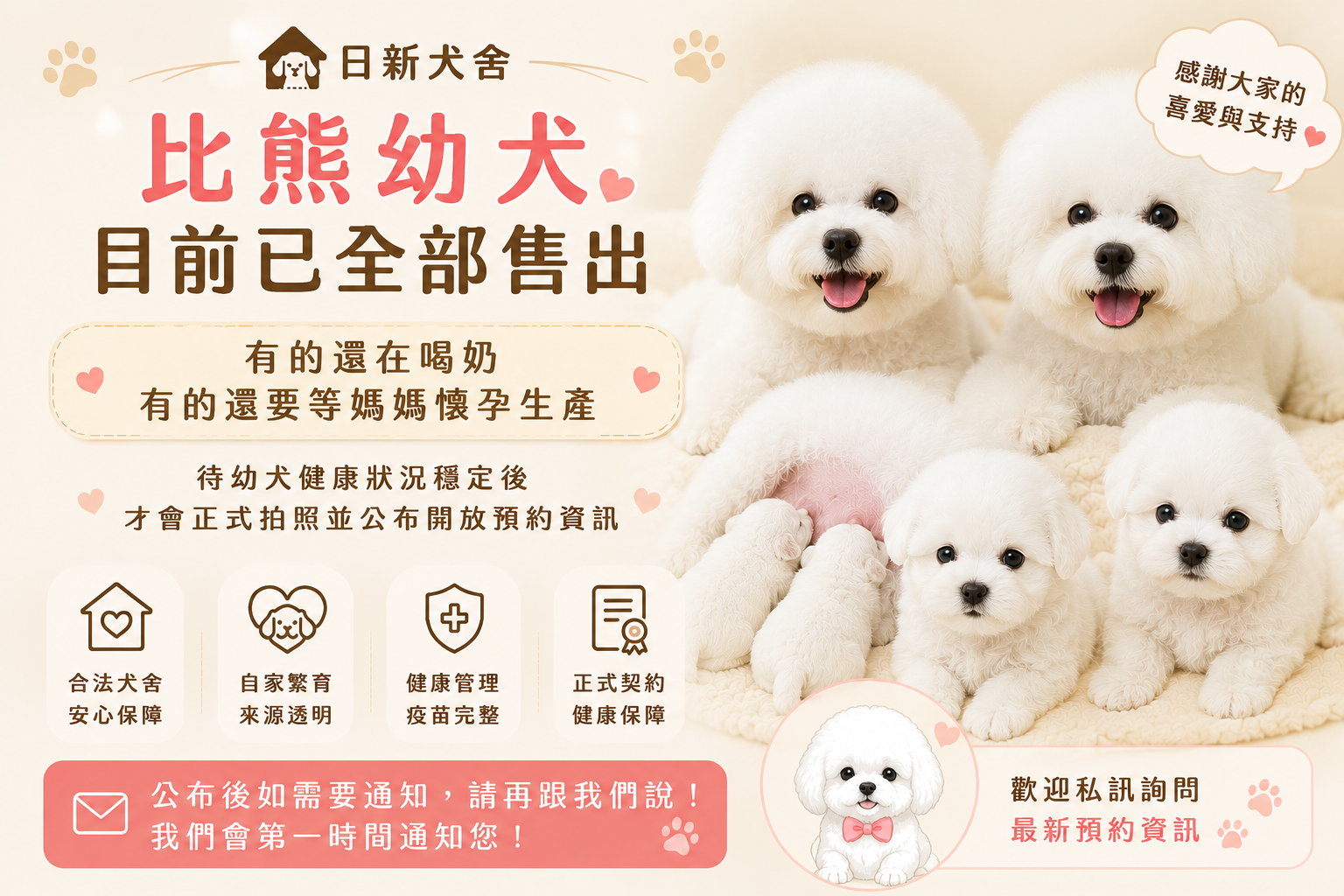 比熊犬,Bichon Frise,ビション・フリーゼ,비숑 프리제 강아지