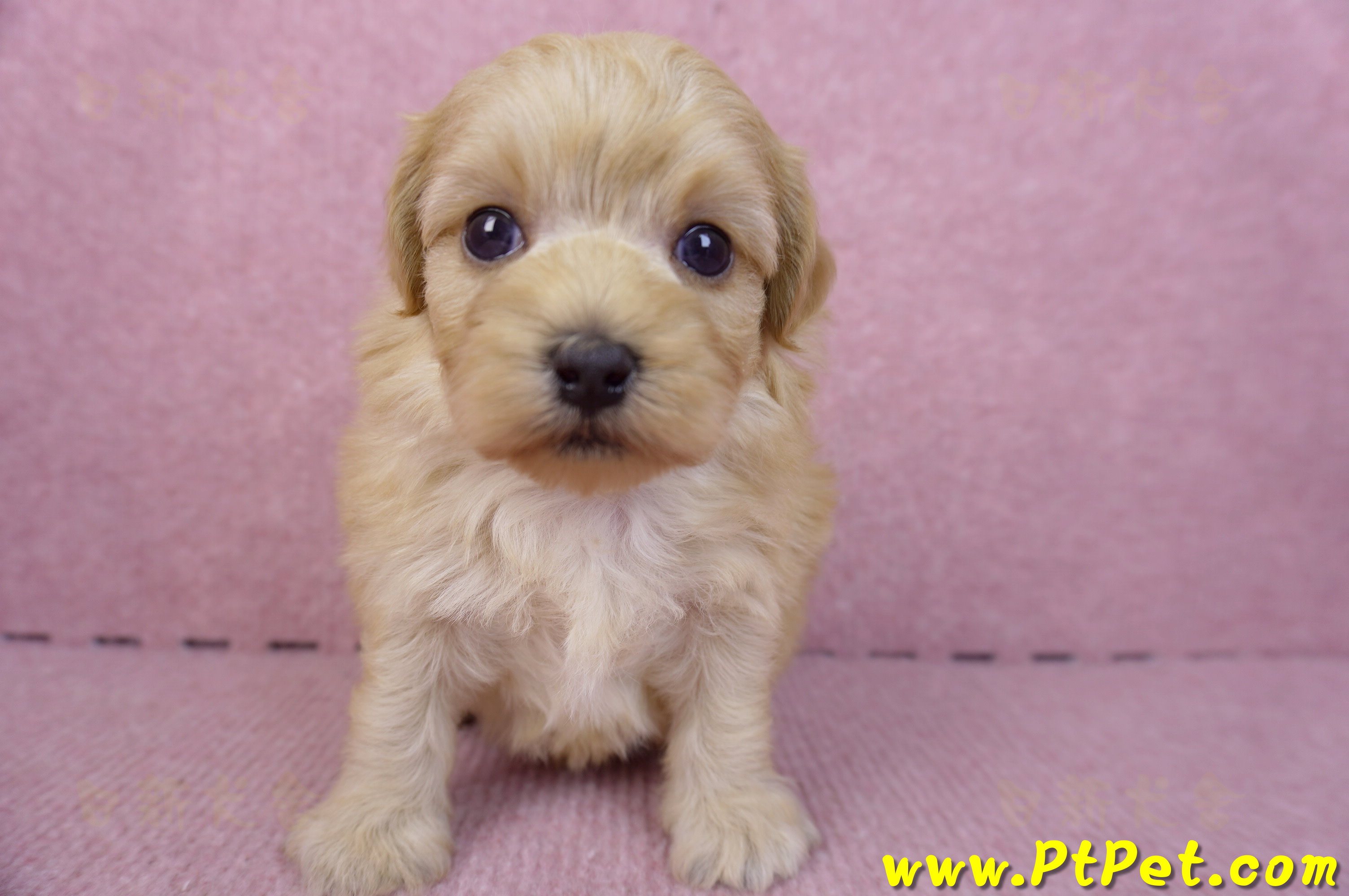 12/10馬爾泰迪公幼犬4號