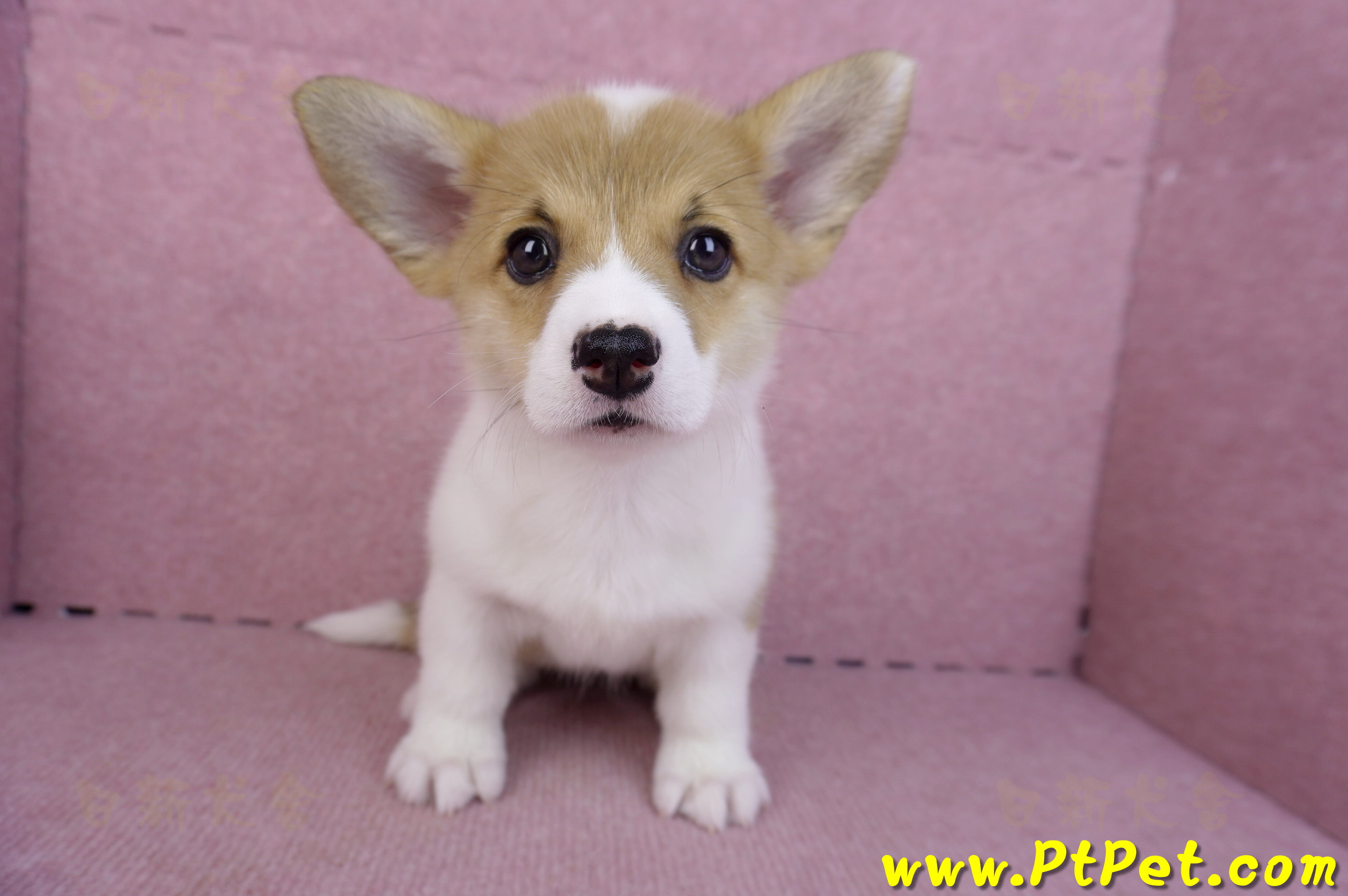 10/13雙色柯基犬母幼犬3號(台南北區)