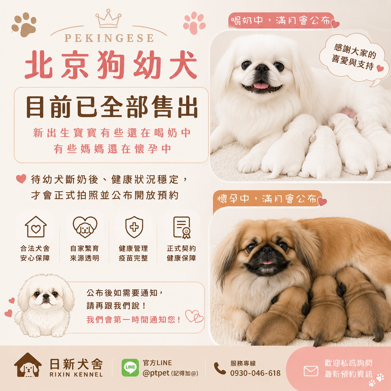 北京狗,京巴犬,Pekingese,ペキニーズ,페키니즈 강아지