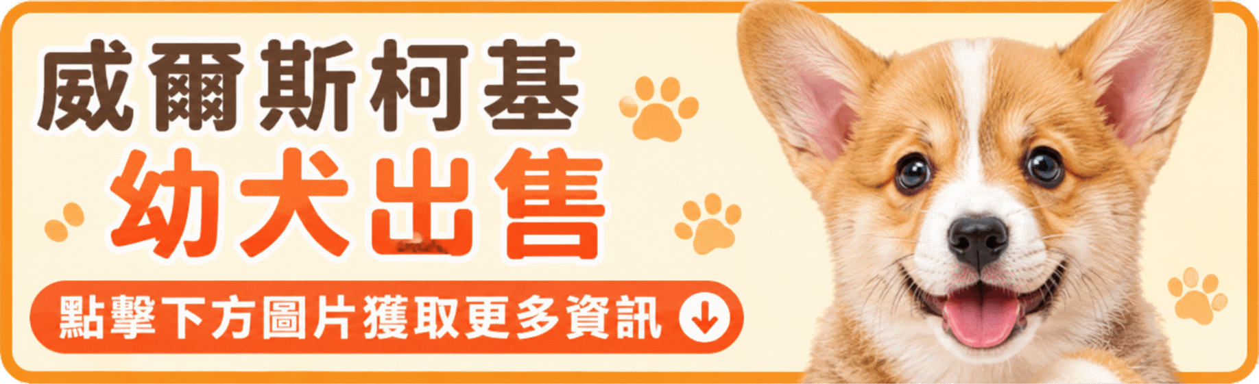 corgi.gif
