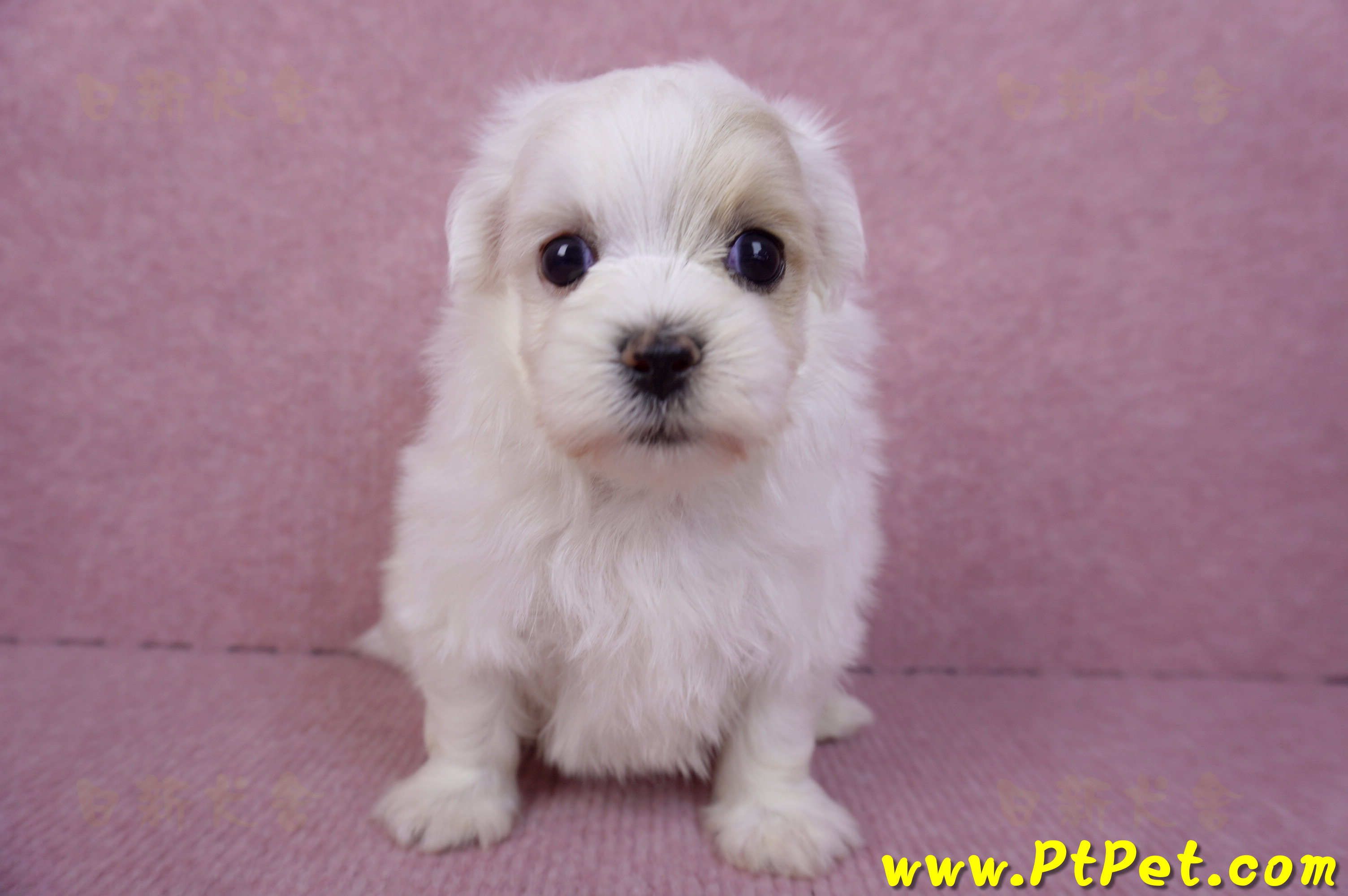 09/27馬爾泰迪公幼犬