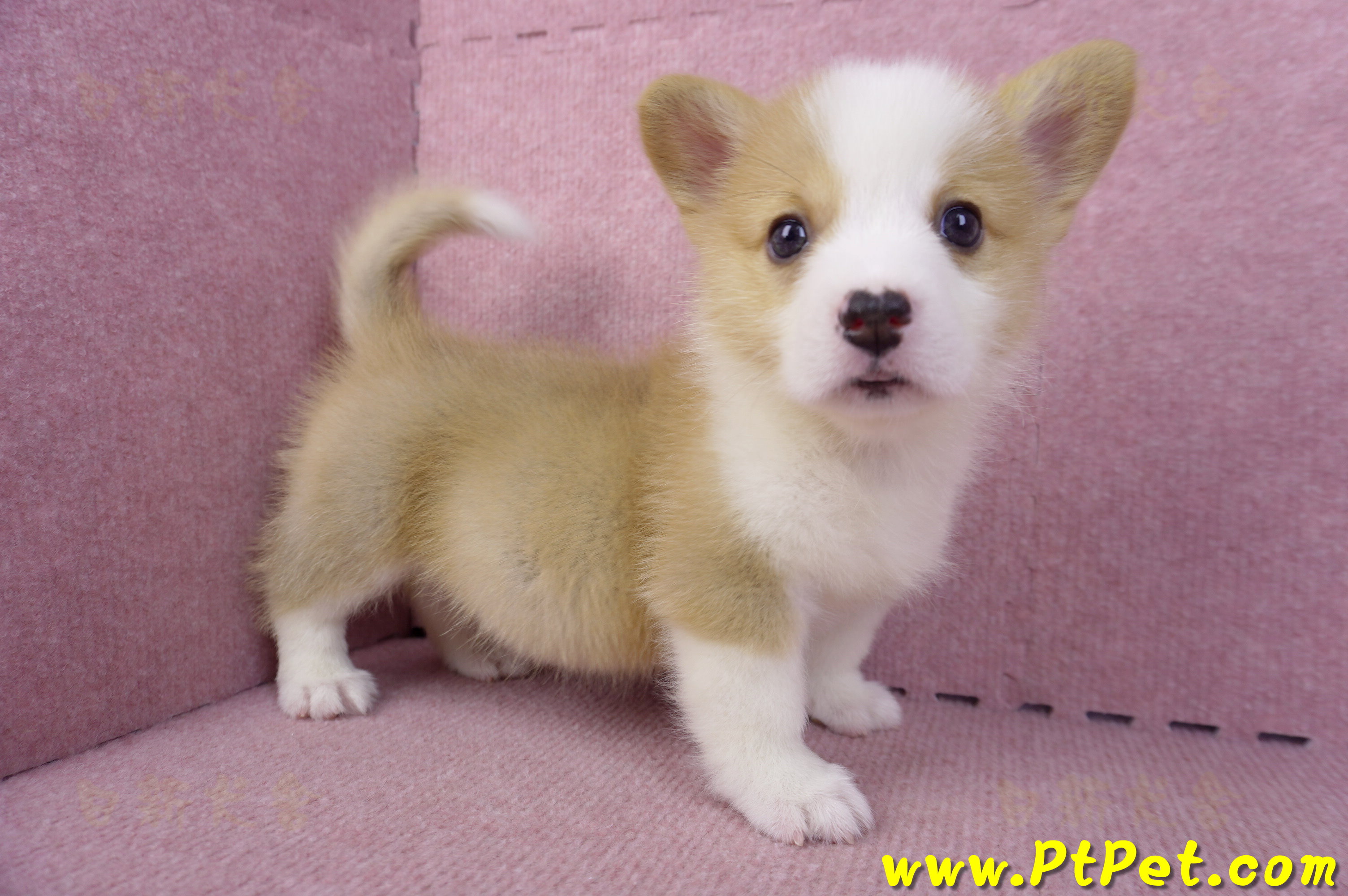 10/13雙色柯基犬公幼犬1號