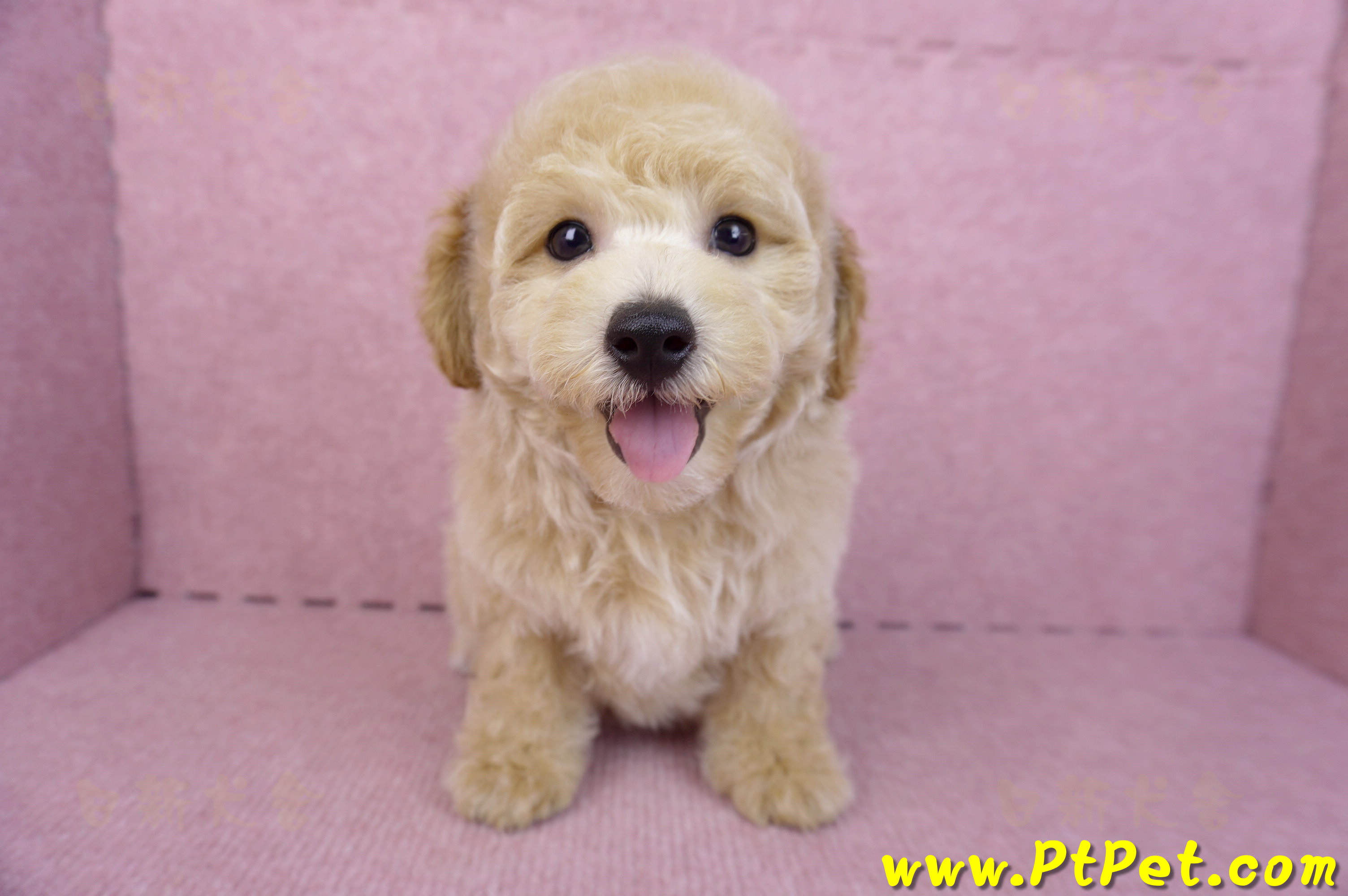 08/14泰迪比熊公幼犬3號(高雄新興)