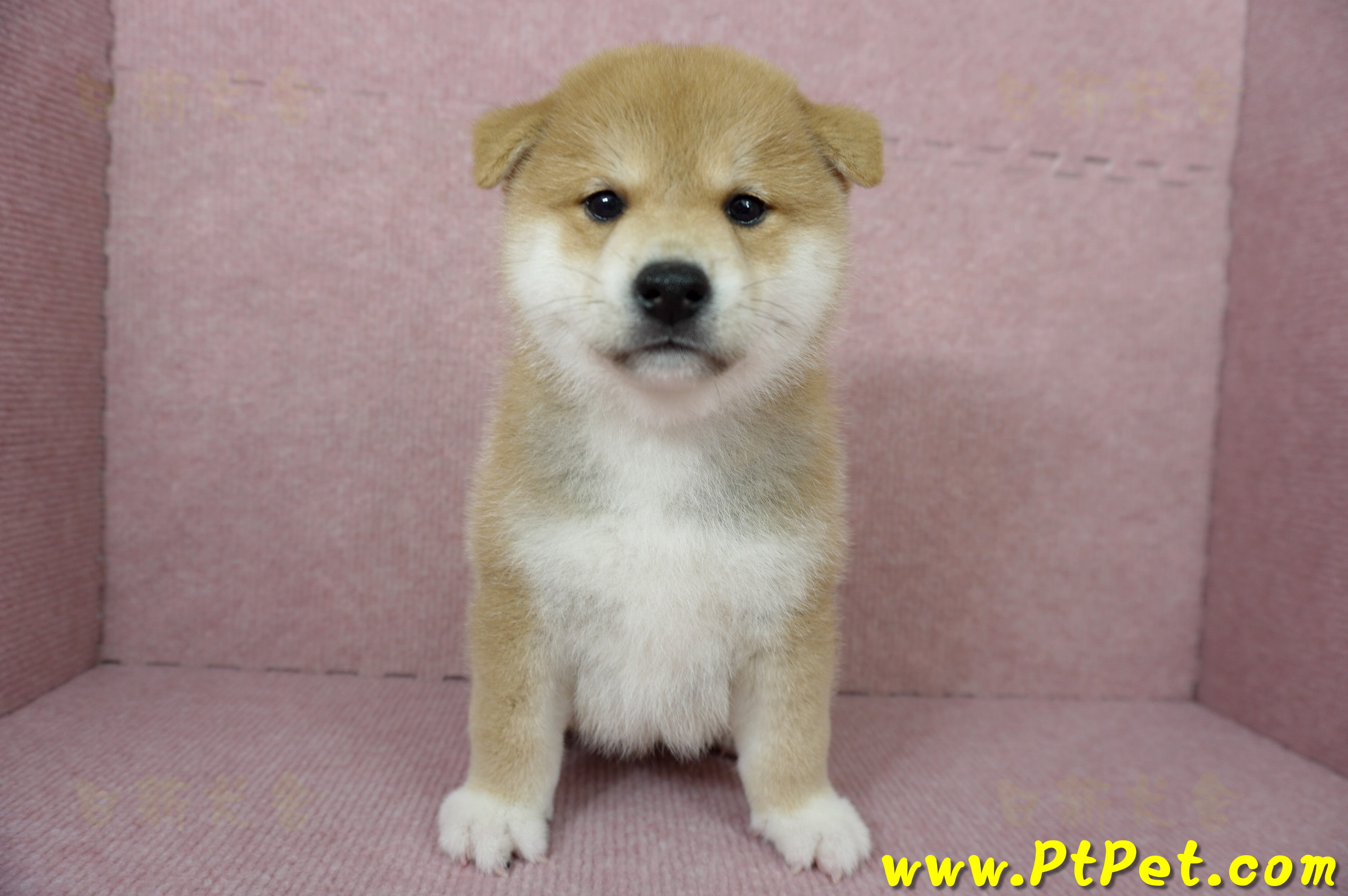 已售出 - 日新犬舍