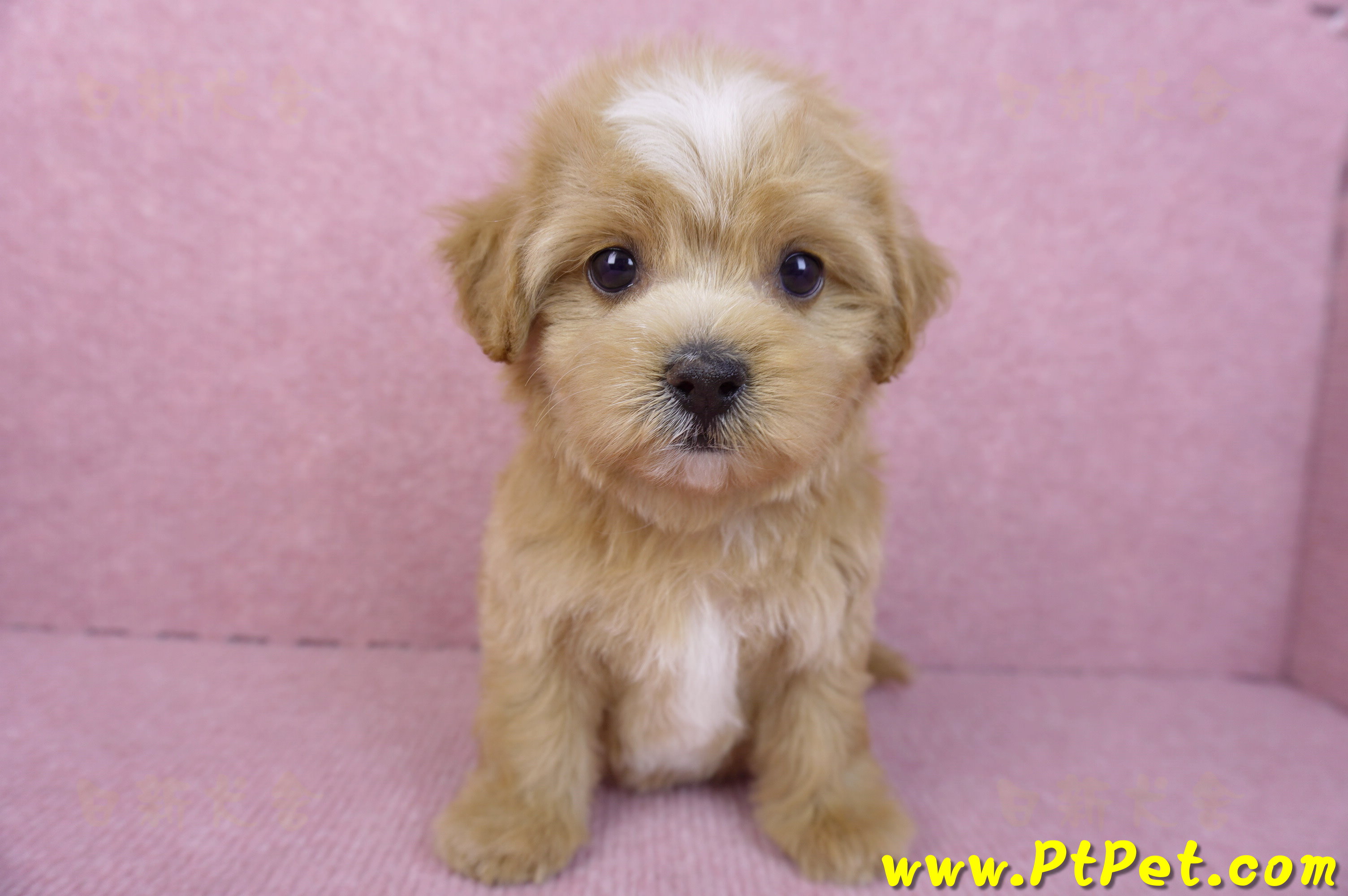 11/02馬爾泰迪母幼犬2號(新竹市)