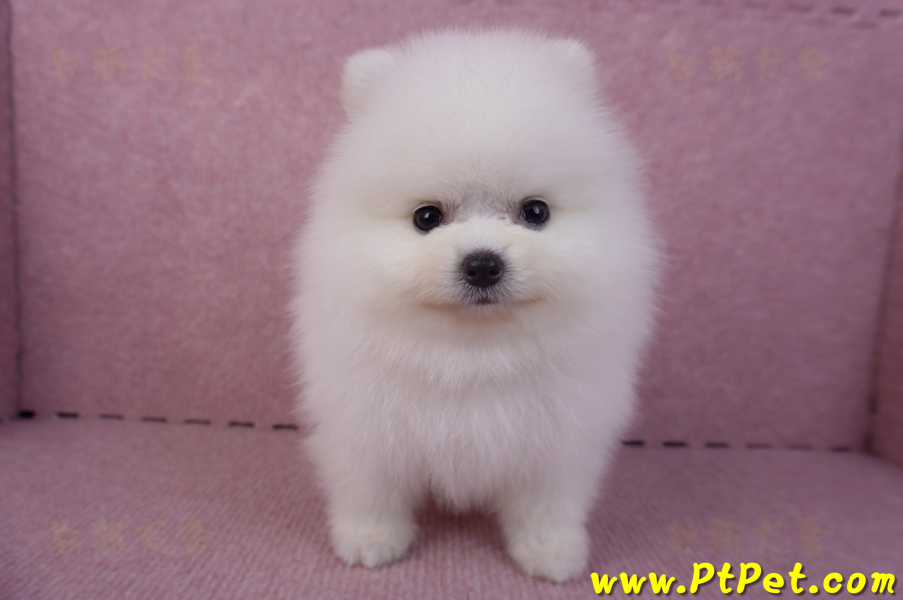 10/11松鼠白博美公幼犬