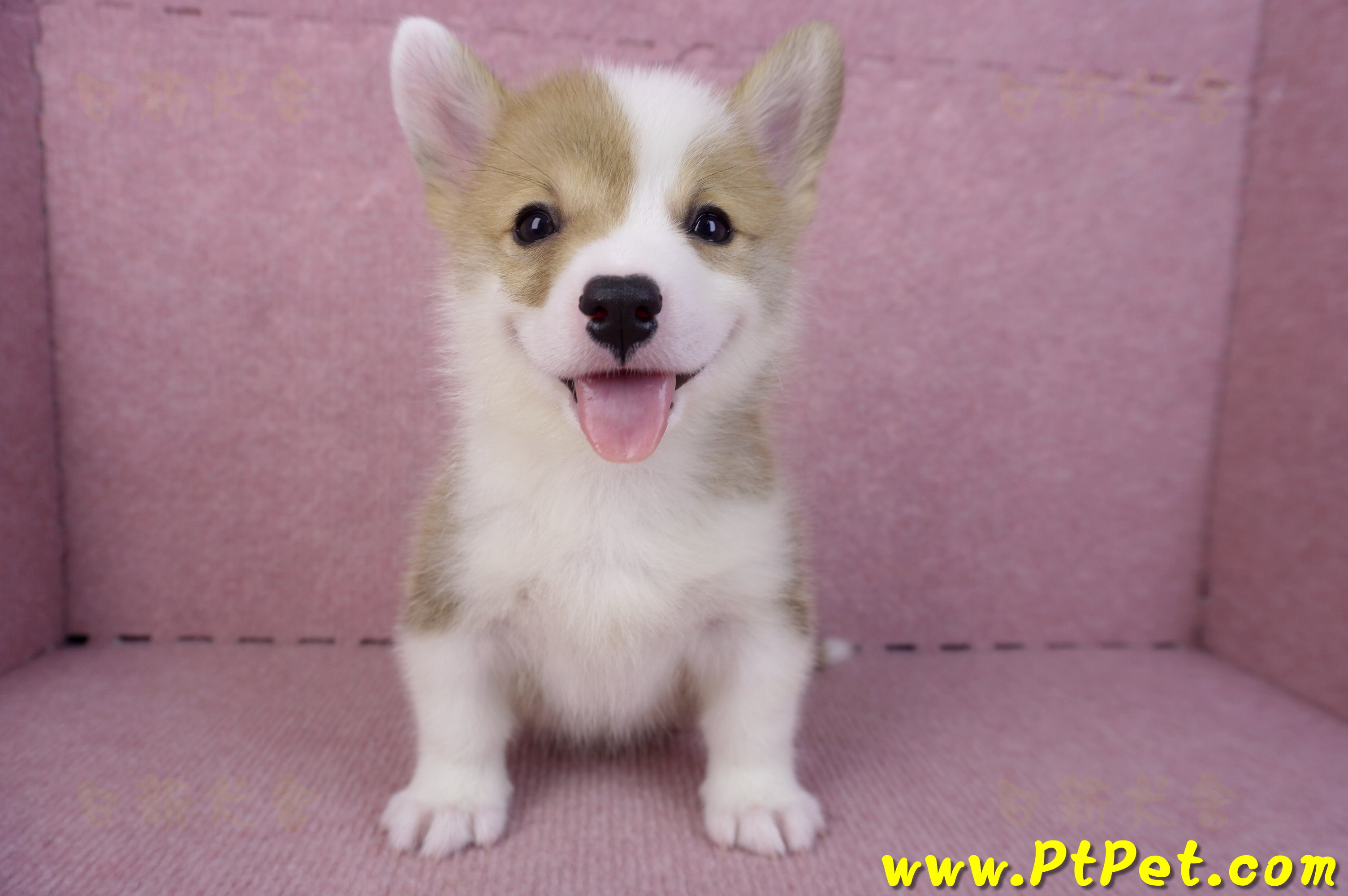 10/13雙色柯基犬公幼犬2號