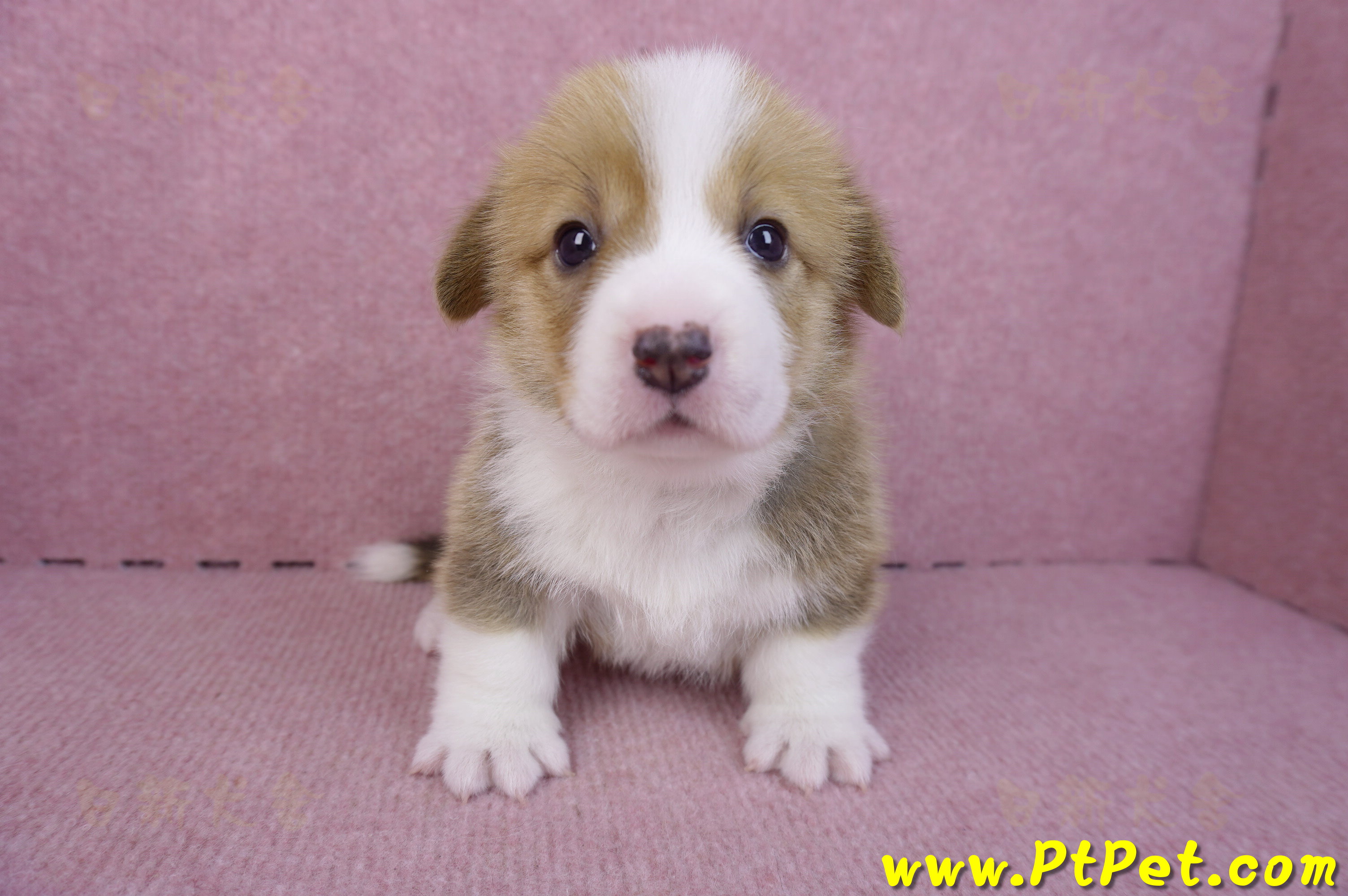 12/15雙色柯基犬母幼犬