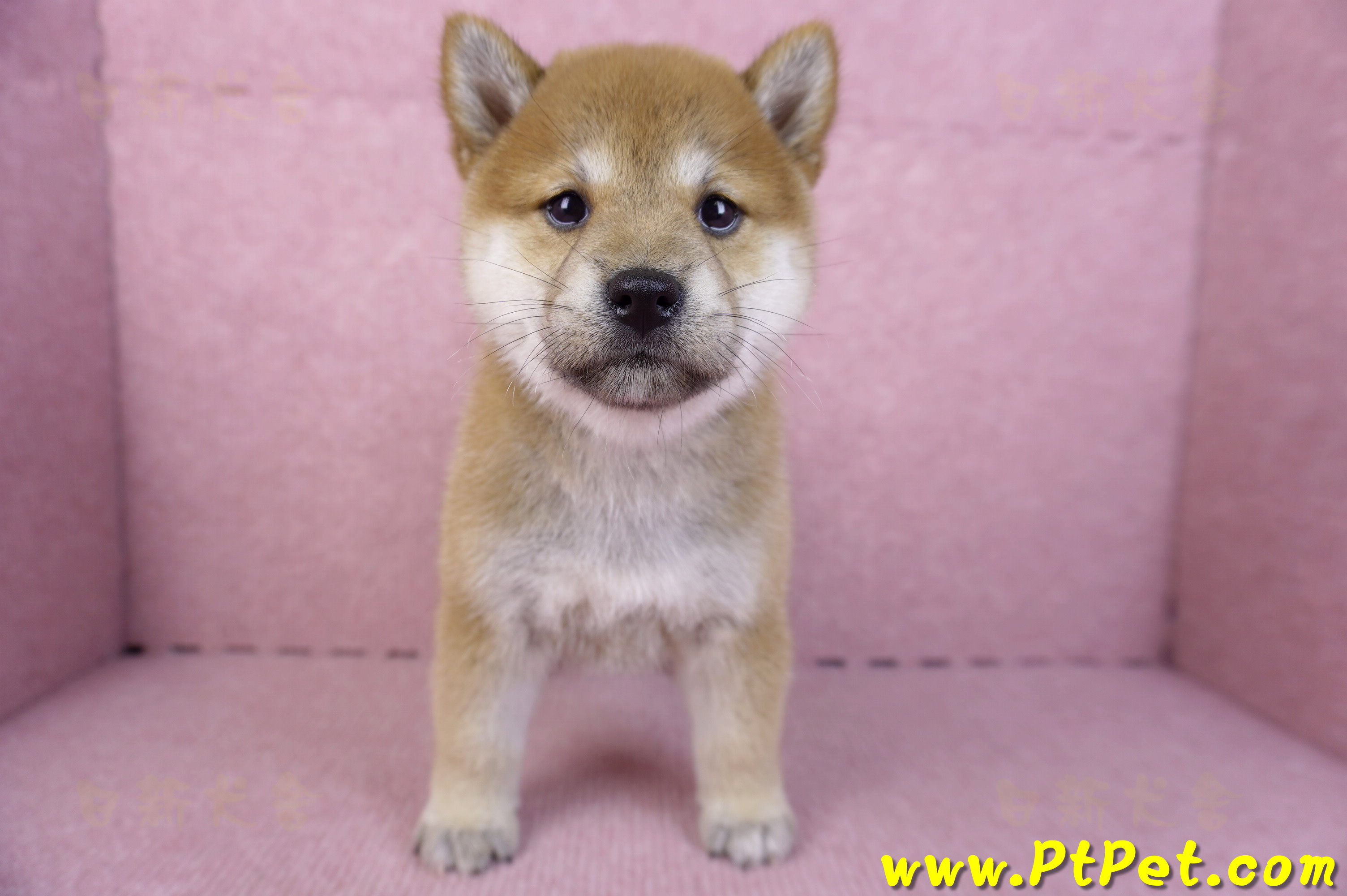 10/15赤色柴犬母幼犬