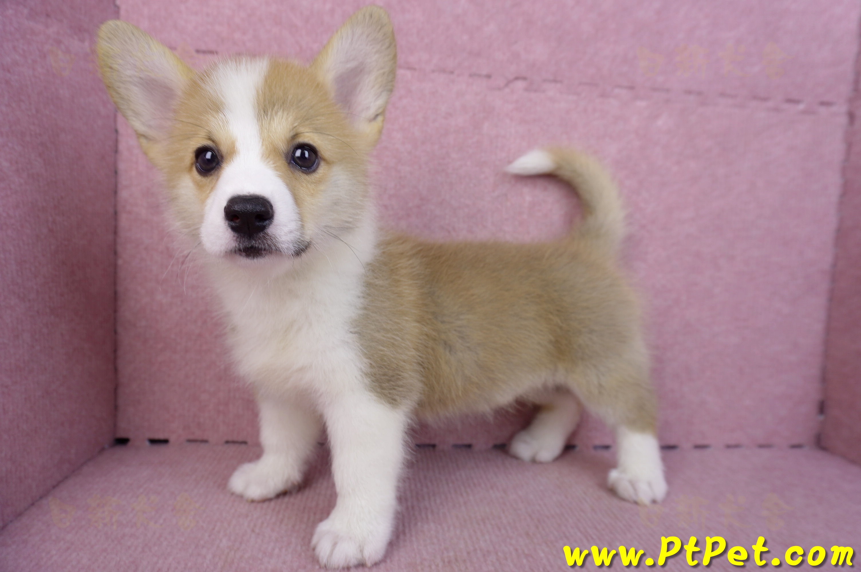 10/13雙色柯基犬母幼犬(雲林古坑)