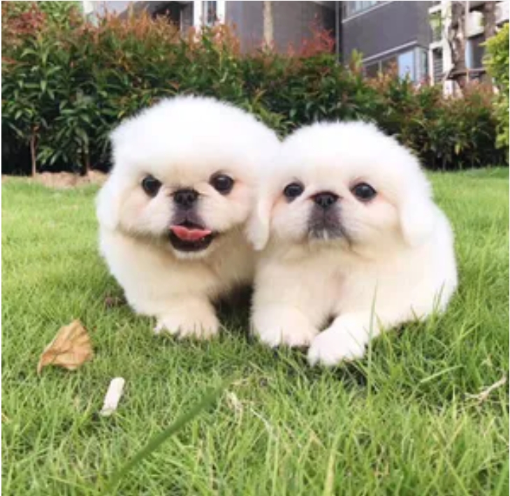 北京狗-日新犬舍