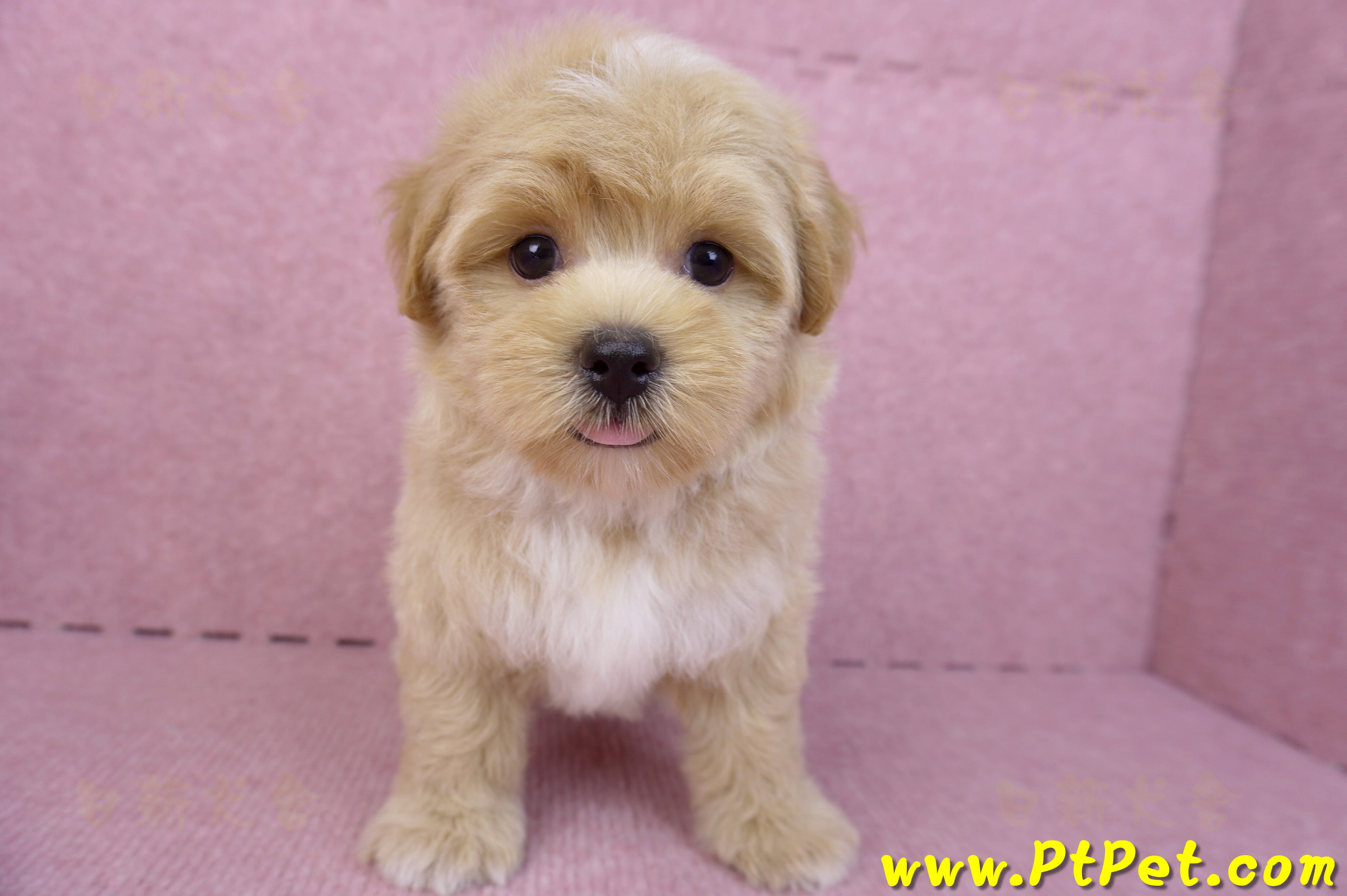 08/06奶油色馬爾泰迪公幼犬1號(桃園中壢)