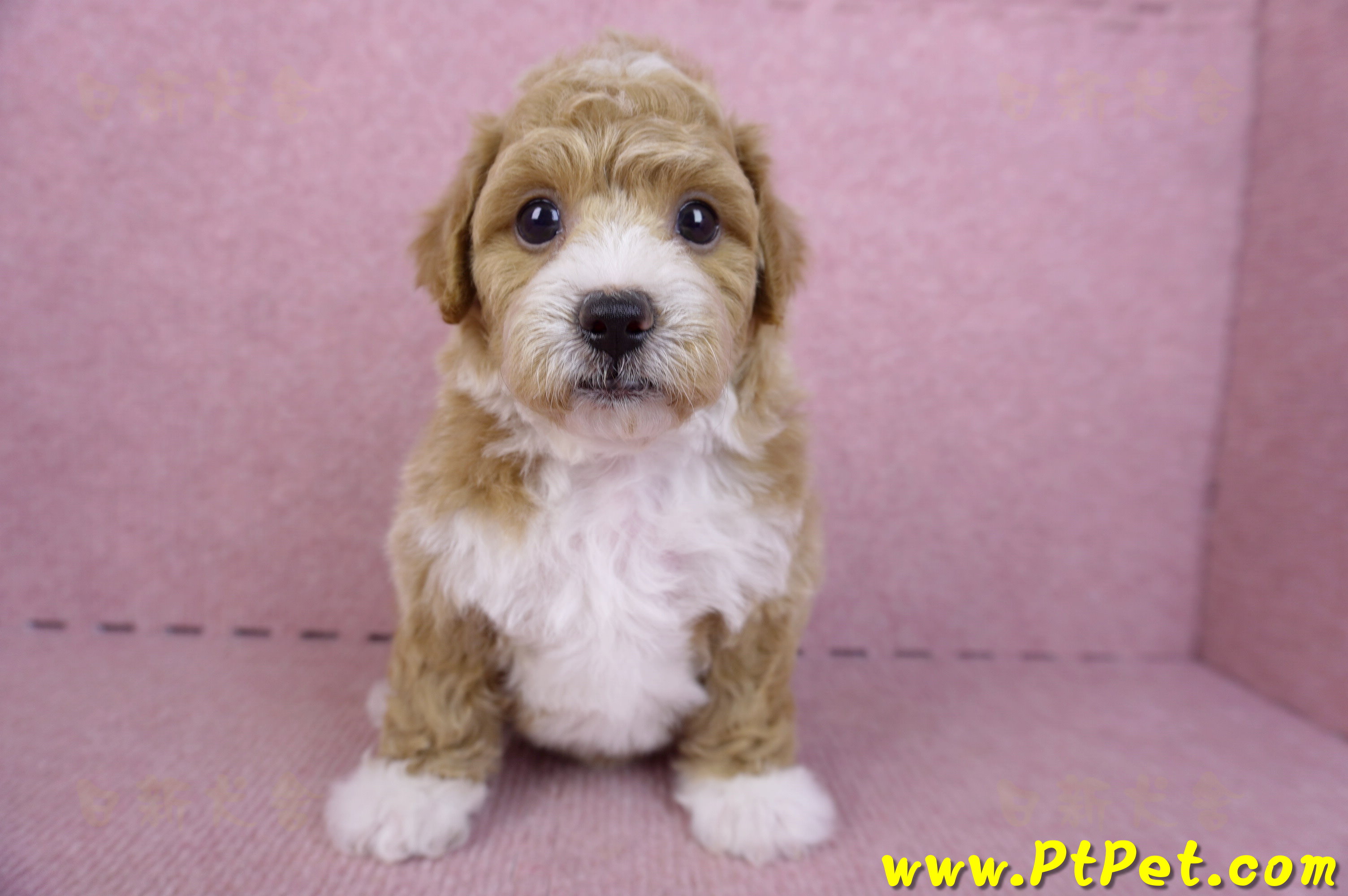 09/12泰迪比熊母幼犬1號(嘉義市)