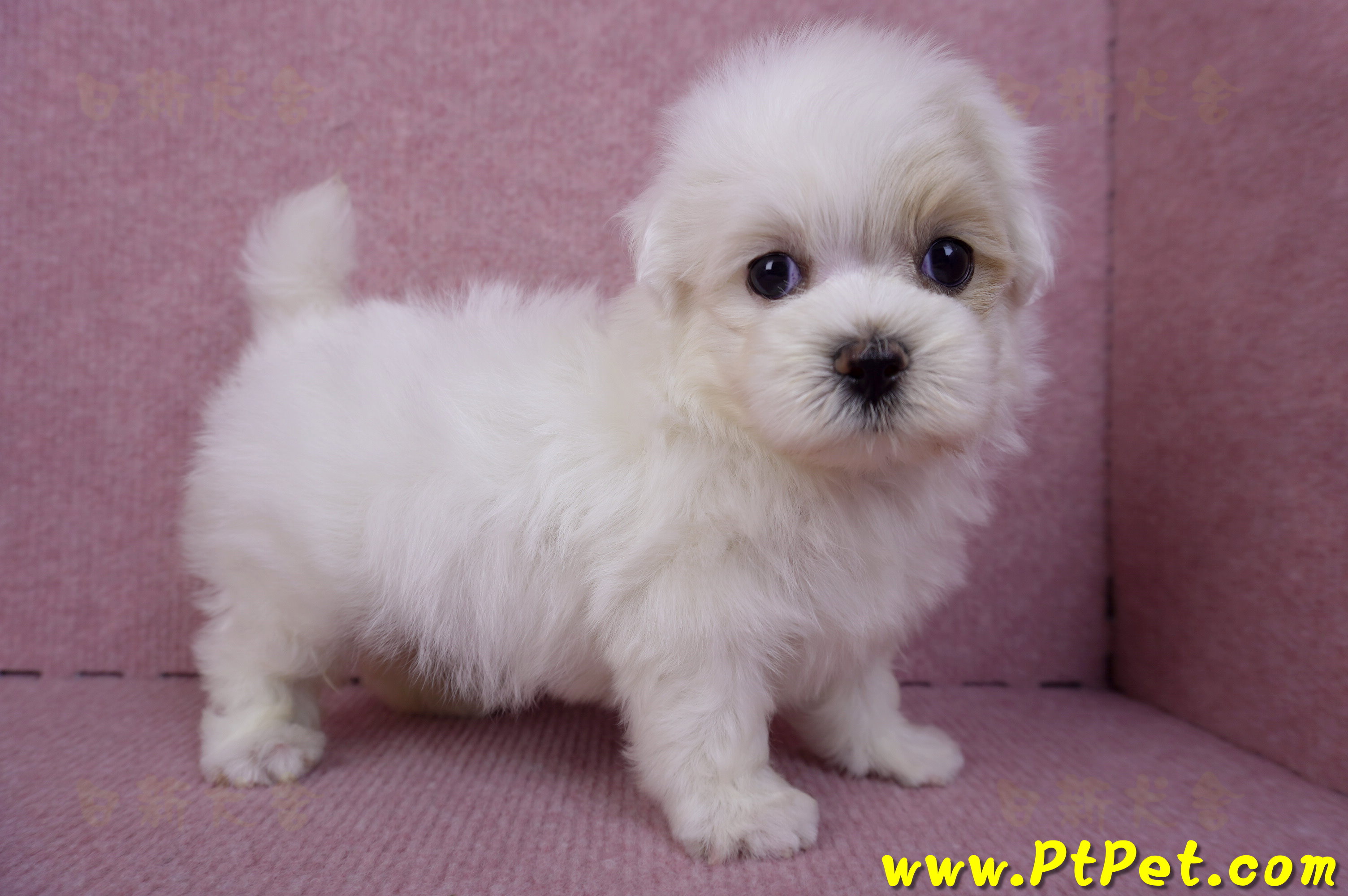 09/27馬爾泰迪公幼犬(新北三重)