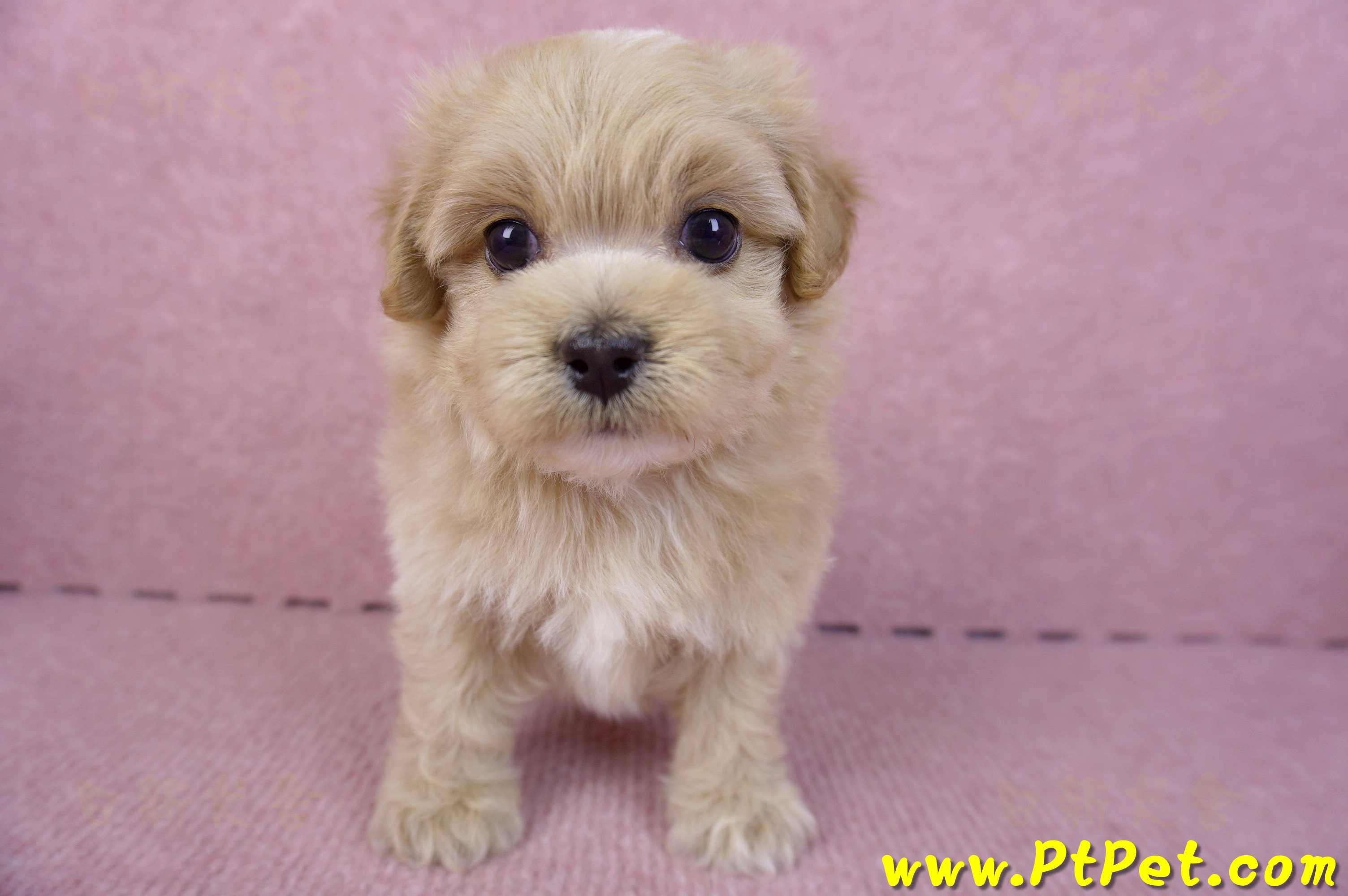 10/18馬爾泰迪公幼犬2號