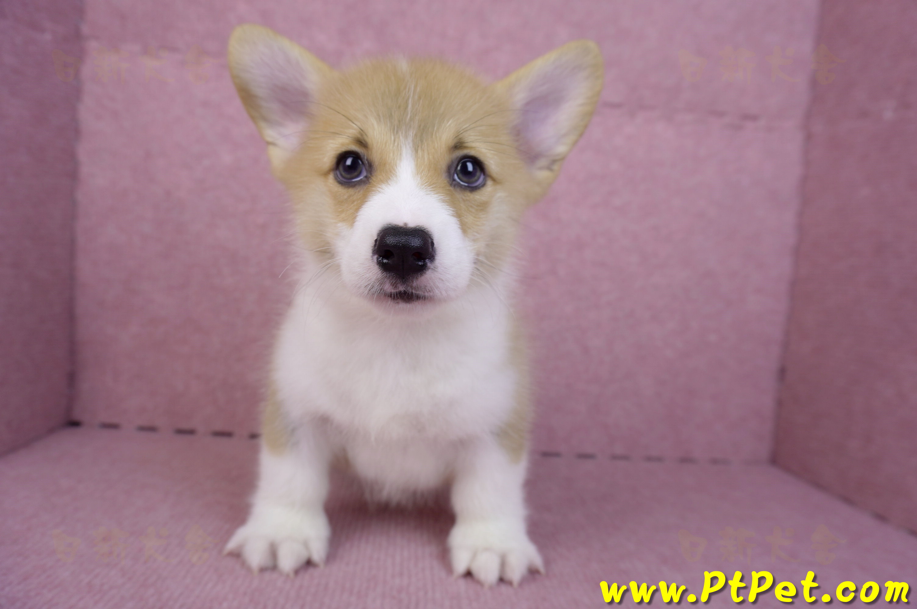 08/05雙色柯基犬公幼犬2號(屏東潮州)