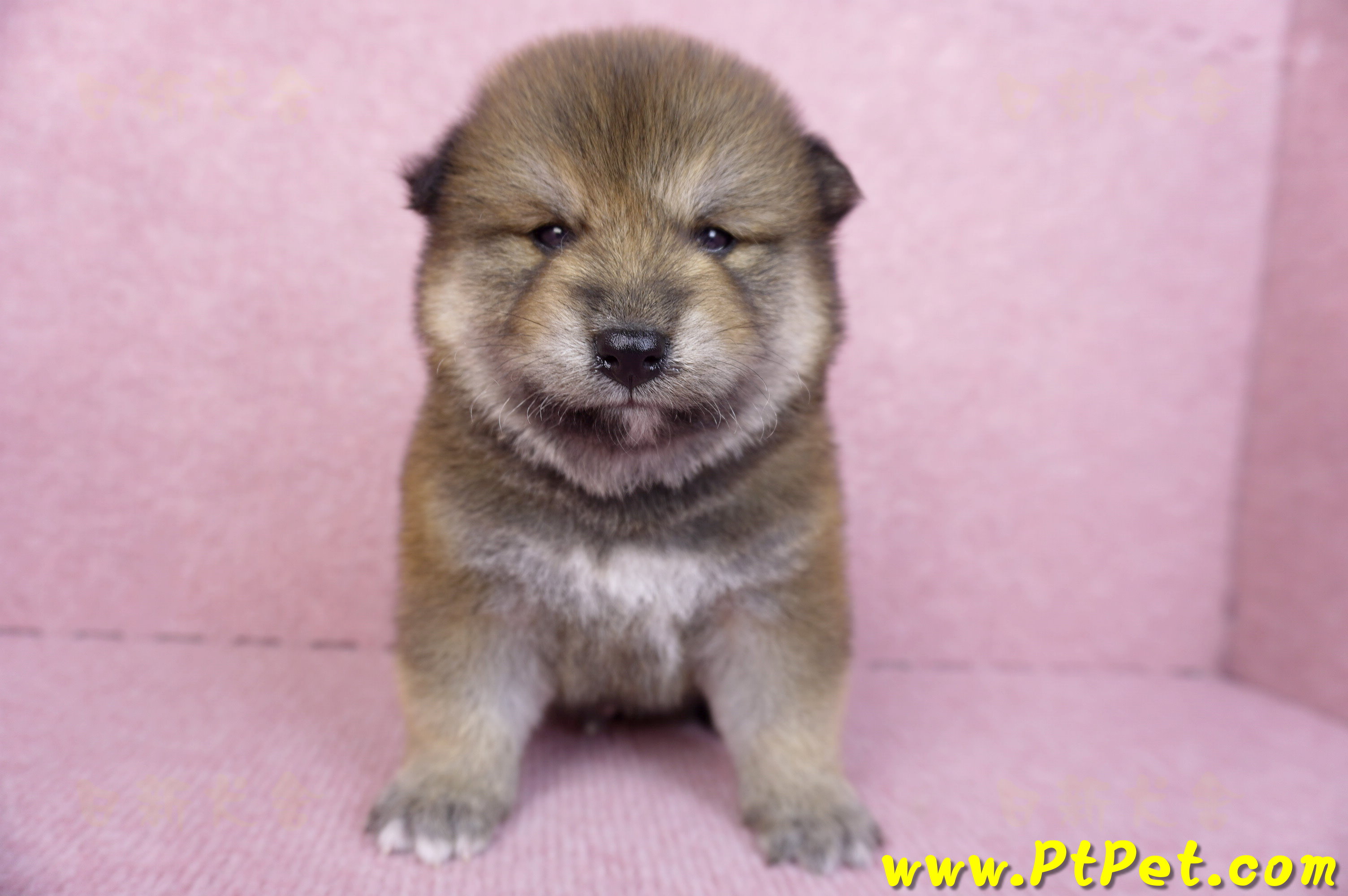 10/06赤色長毛柴犬公幼犬(高雄鼓山)