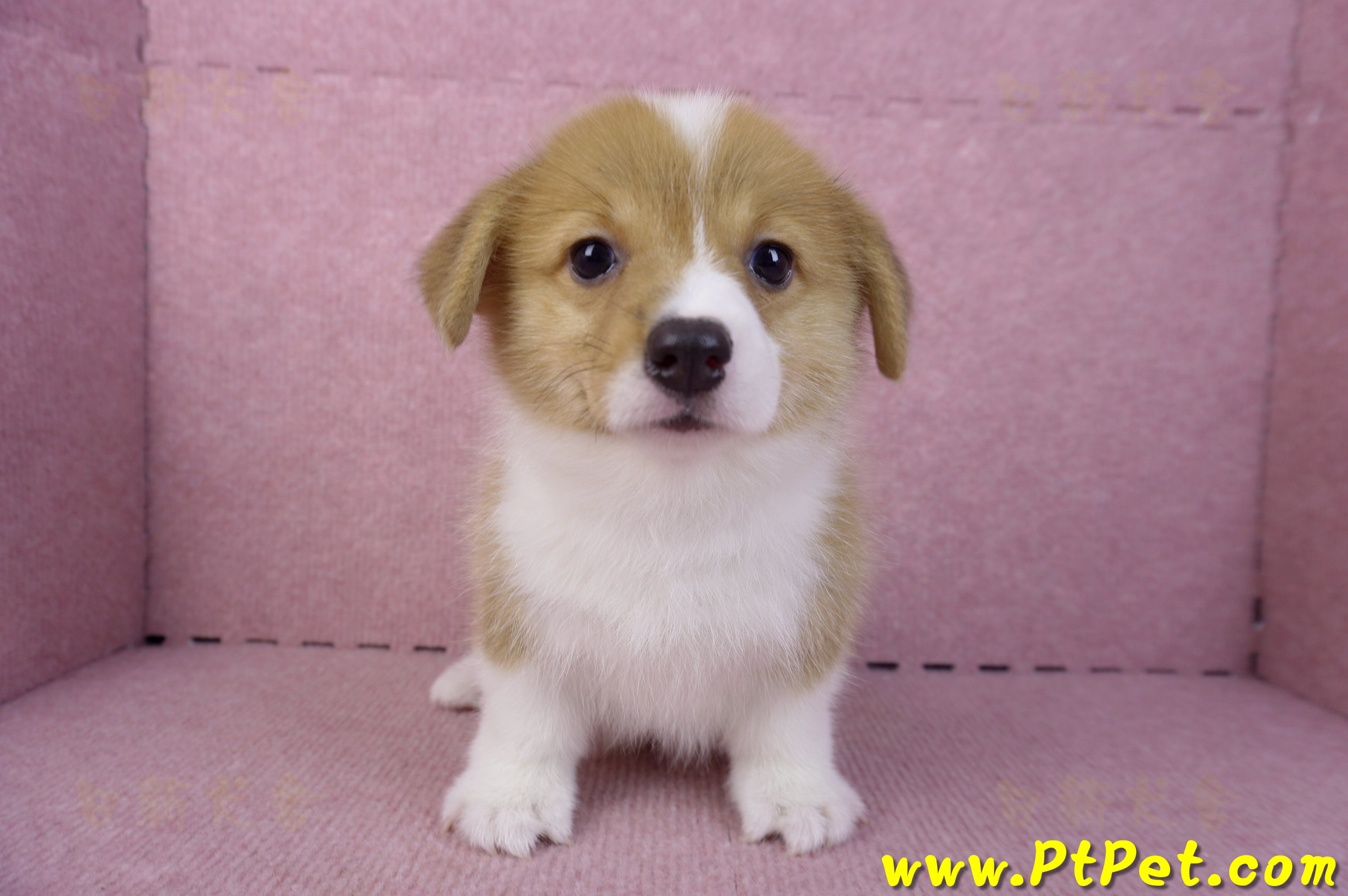 10/10雙色柯基犬母幼犬2號