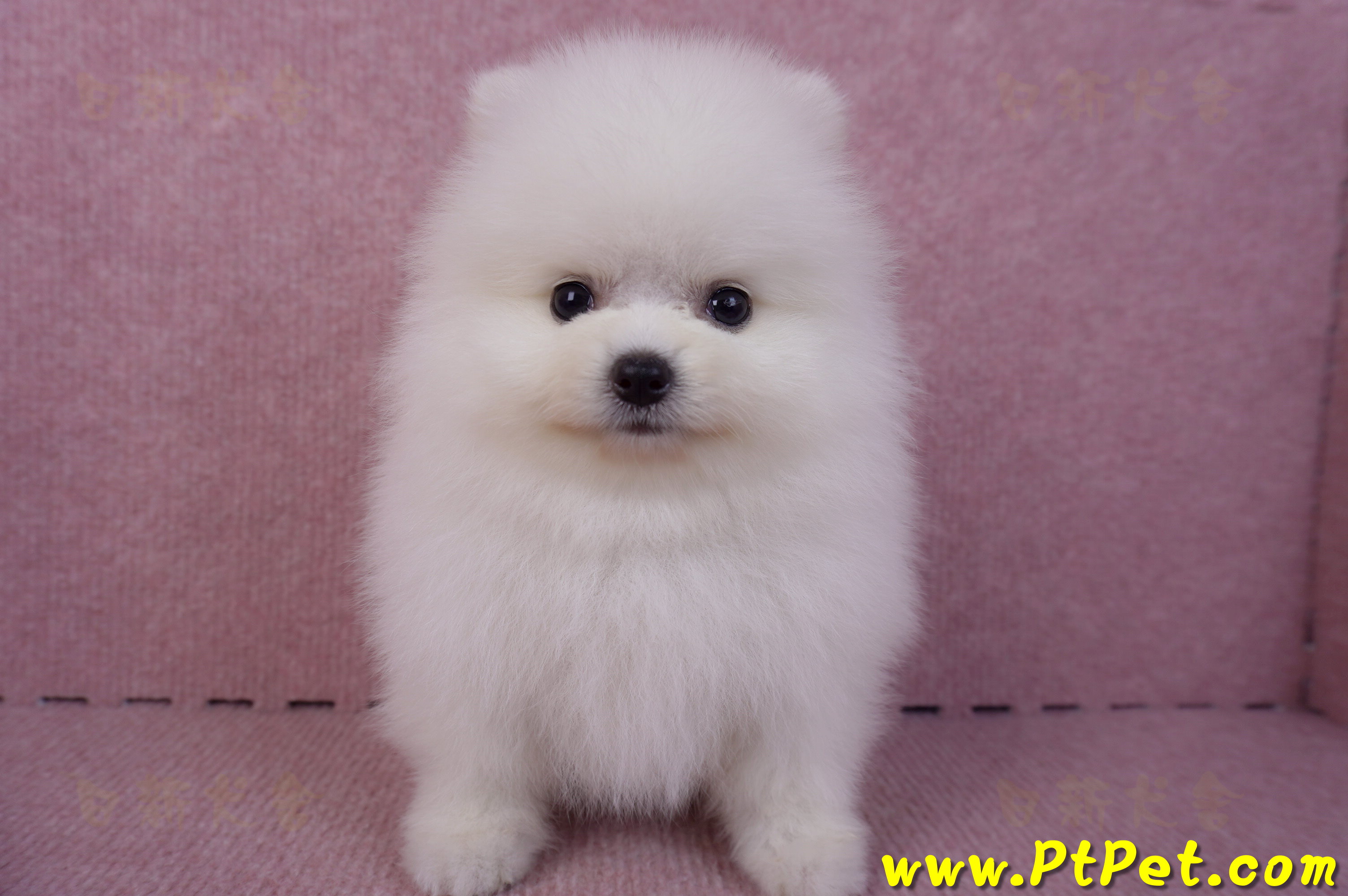 10/11松鼠白博美公幼犬