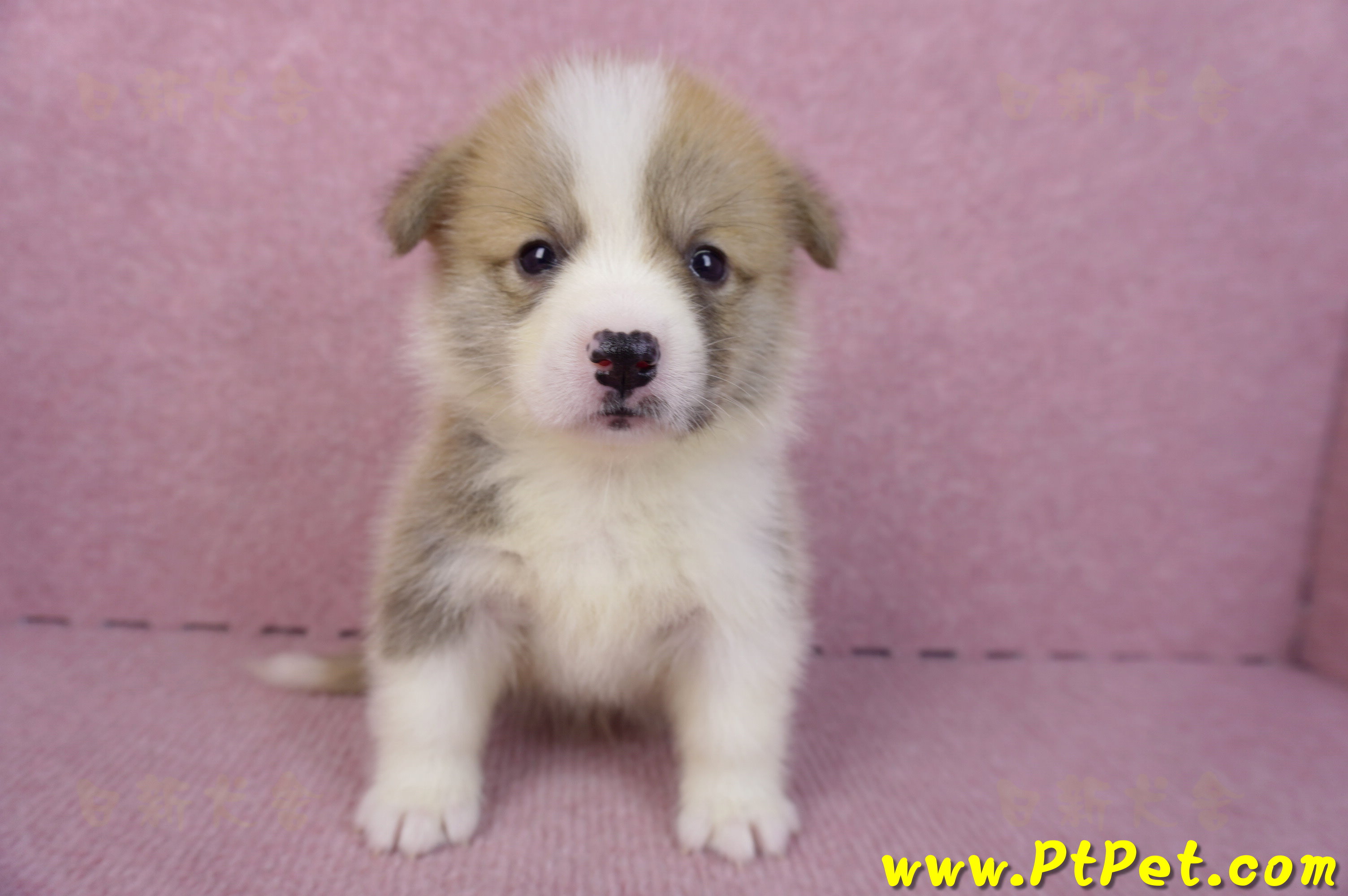 10/13雙色柯基犬母幼犬2號