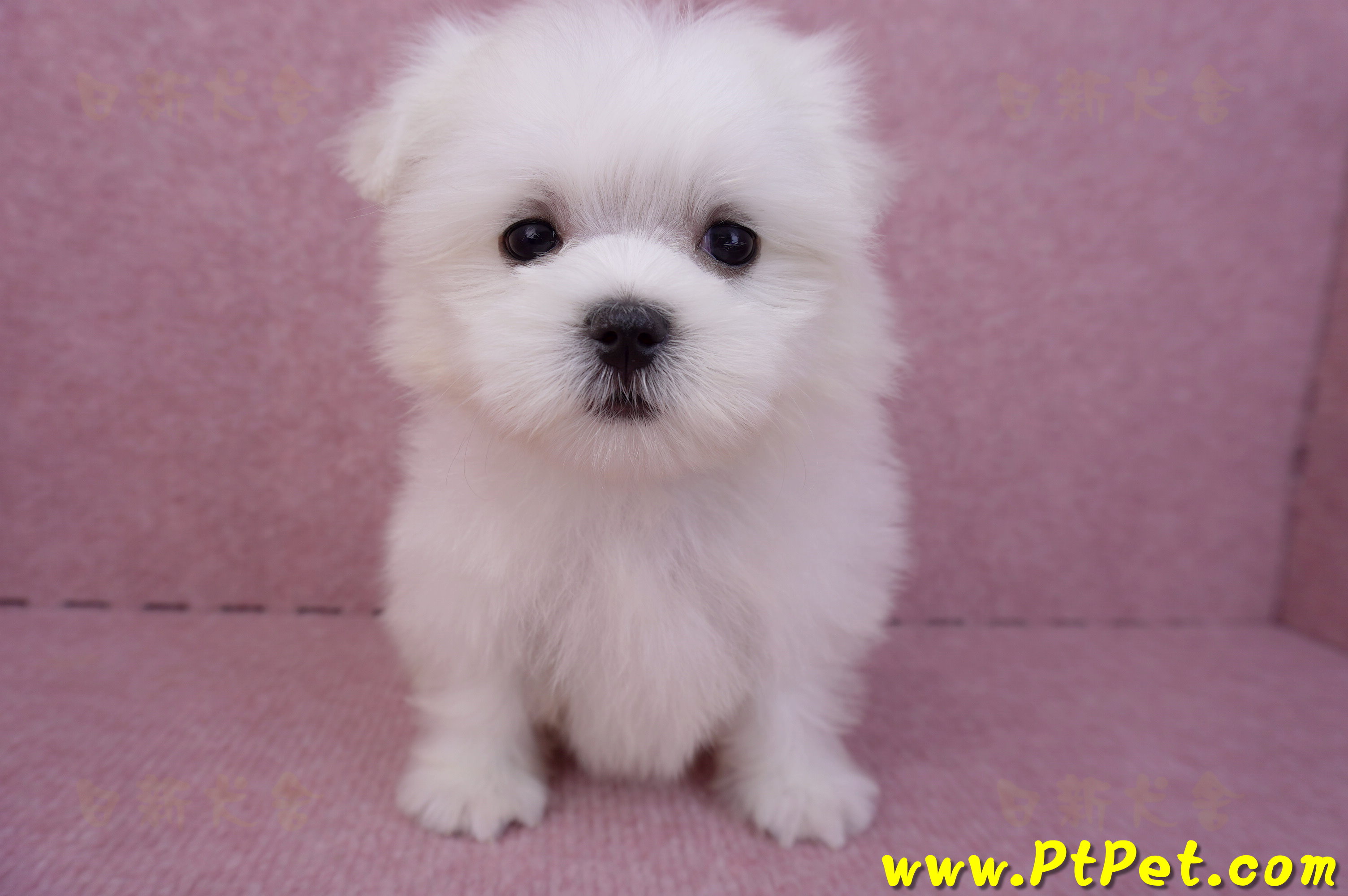 07/26迷你型馬爾濟斯 I 公幼犬2號(台北大同)