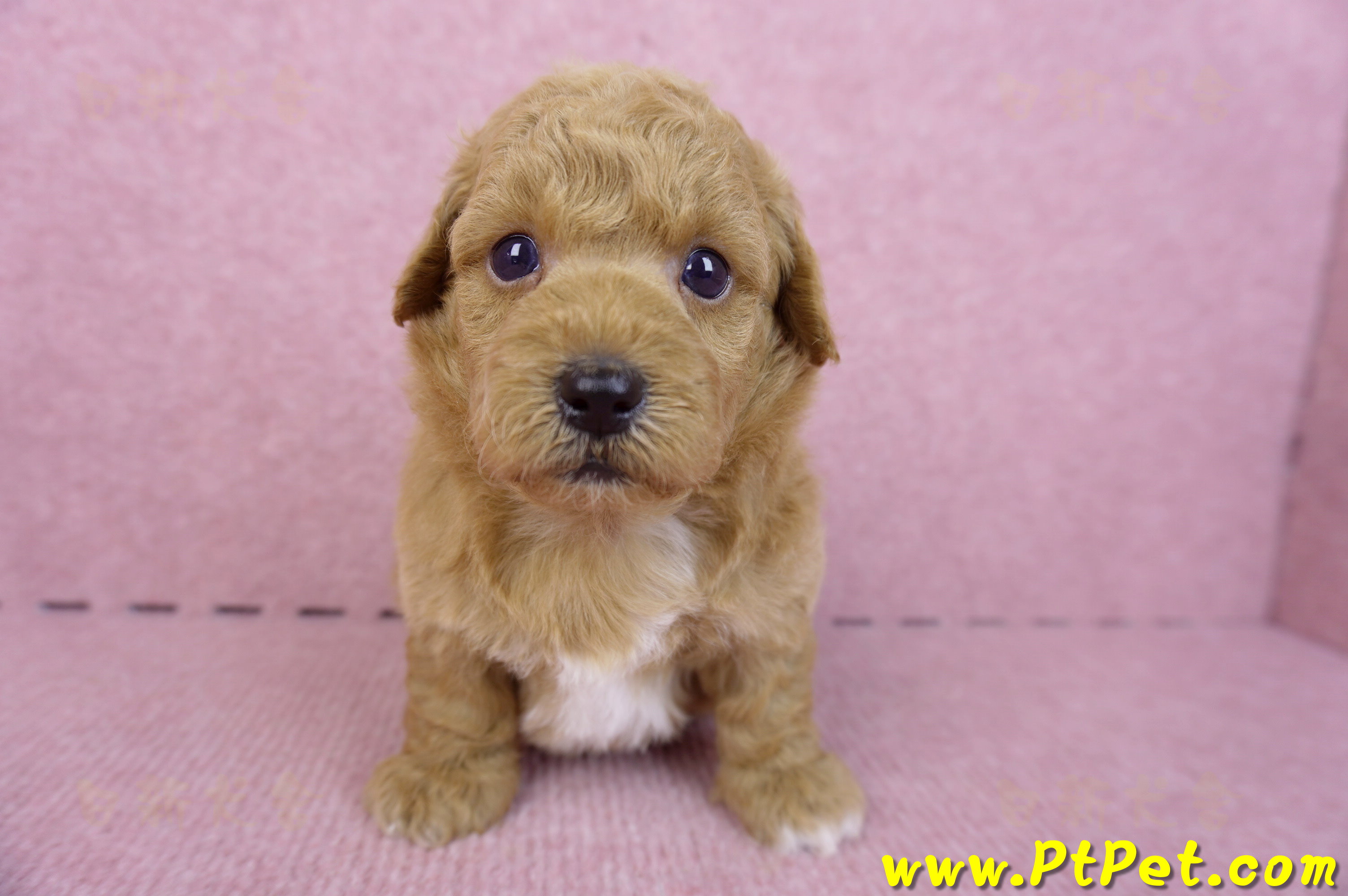 09/12泰迪比熊公幼犬(新北林口)