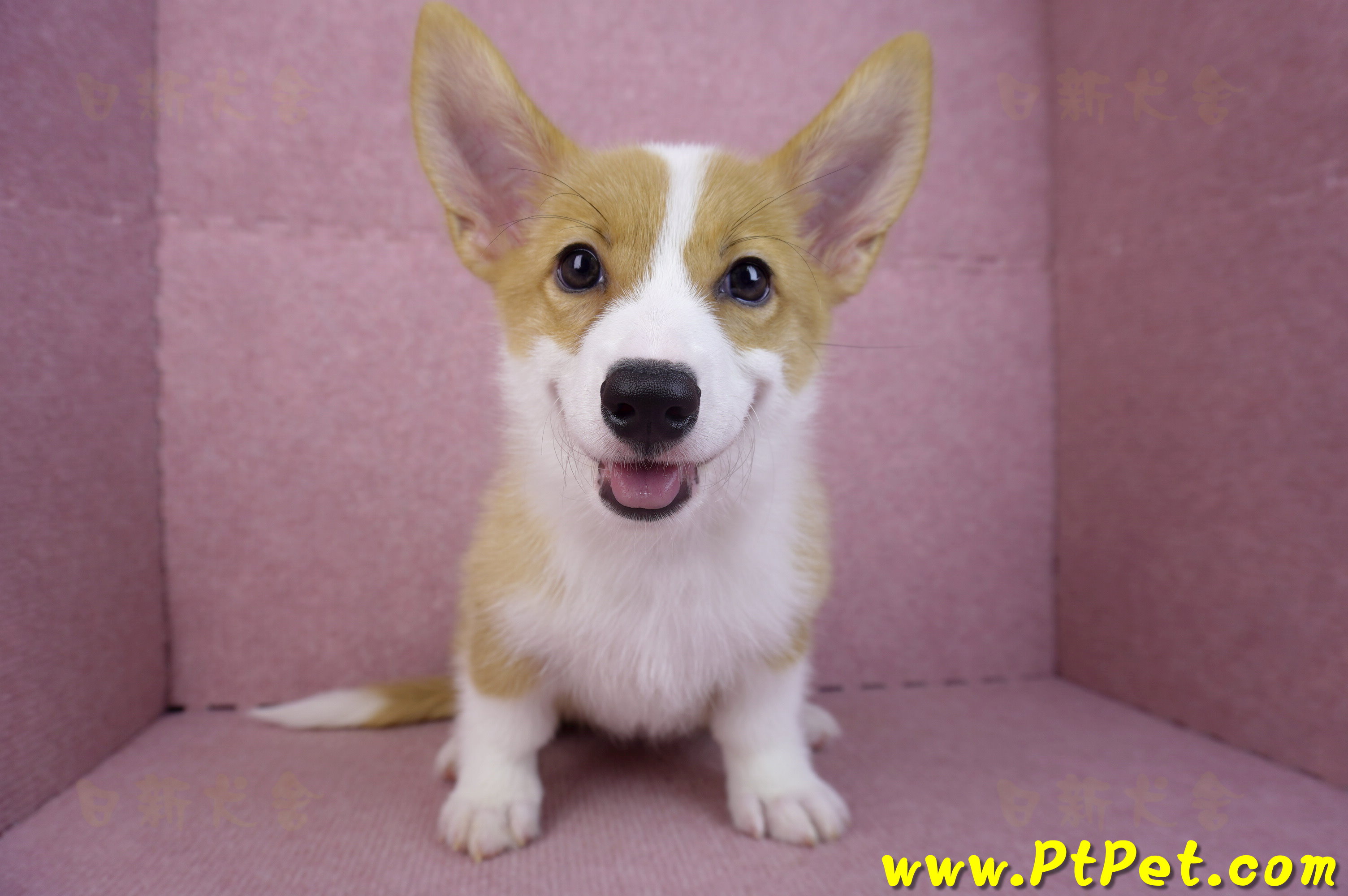 08/03雙色柯基犬母幼犬