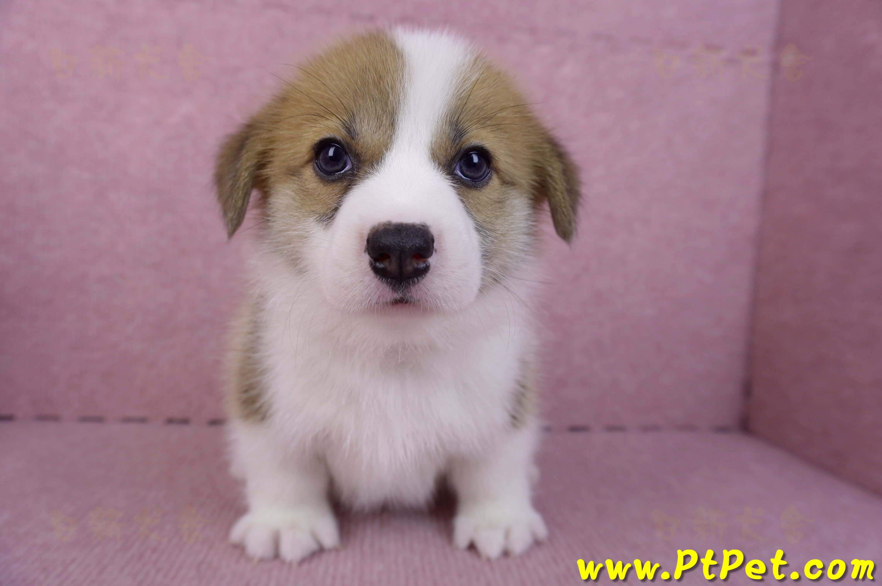 10/10雙色柯基犬母幼犬1號