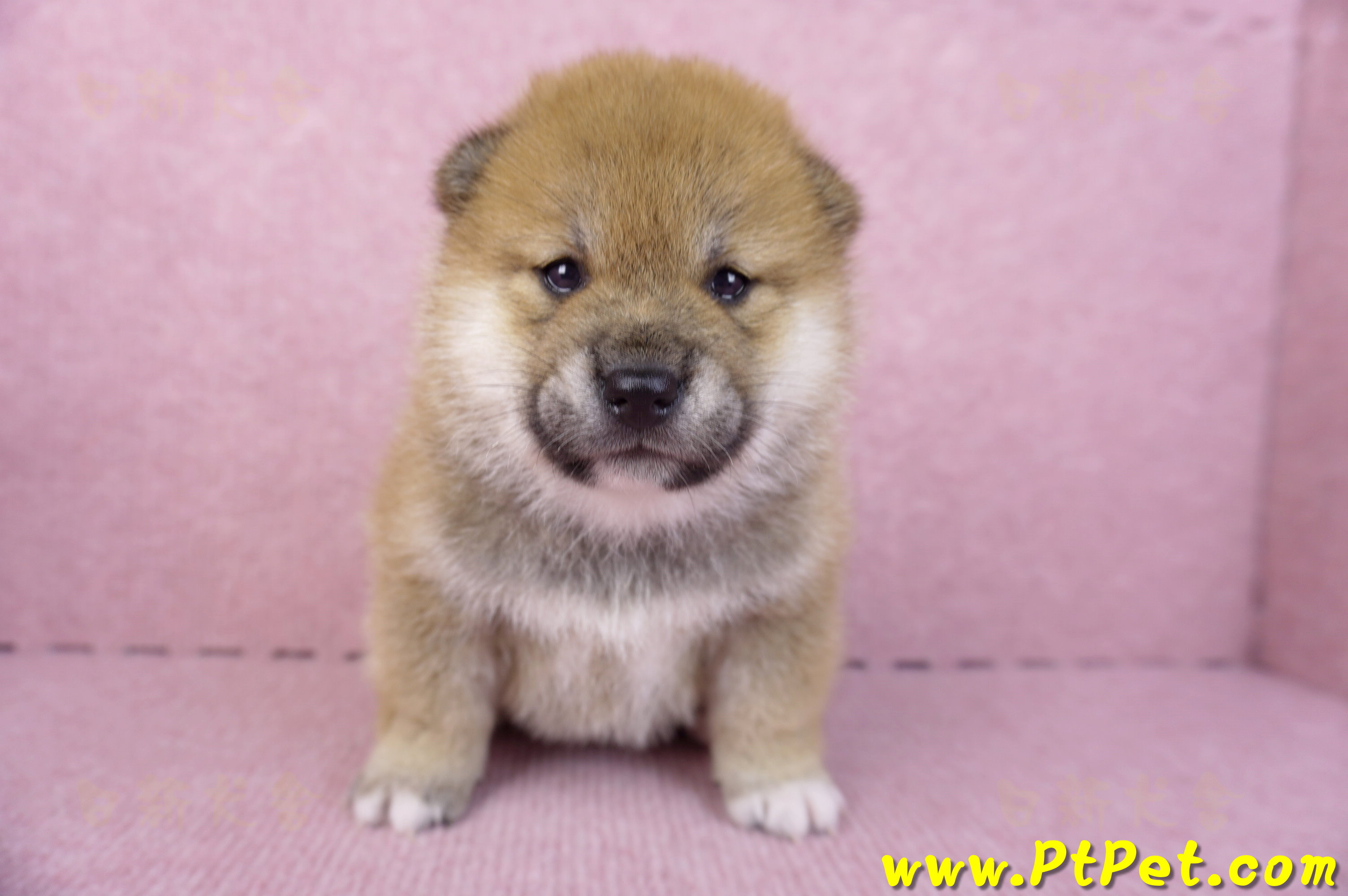 10/15赤色柴犬公幼犬1號