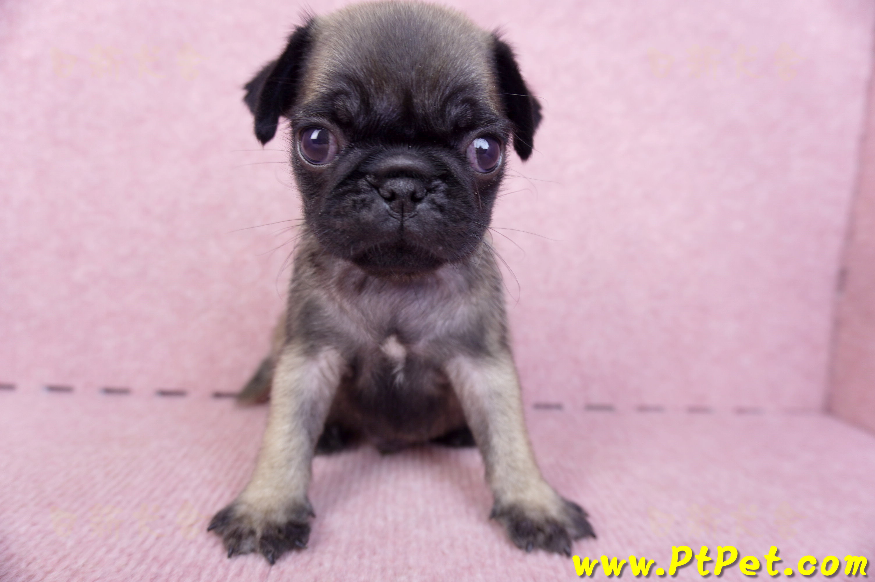 09/08巴哥公幼犬(台南善化)