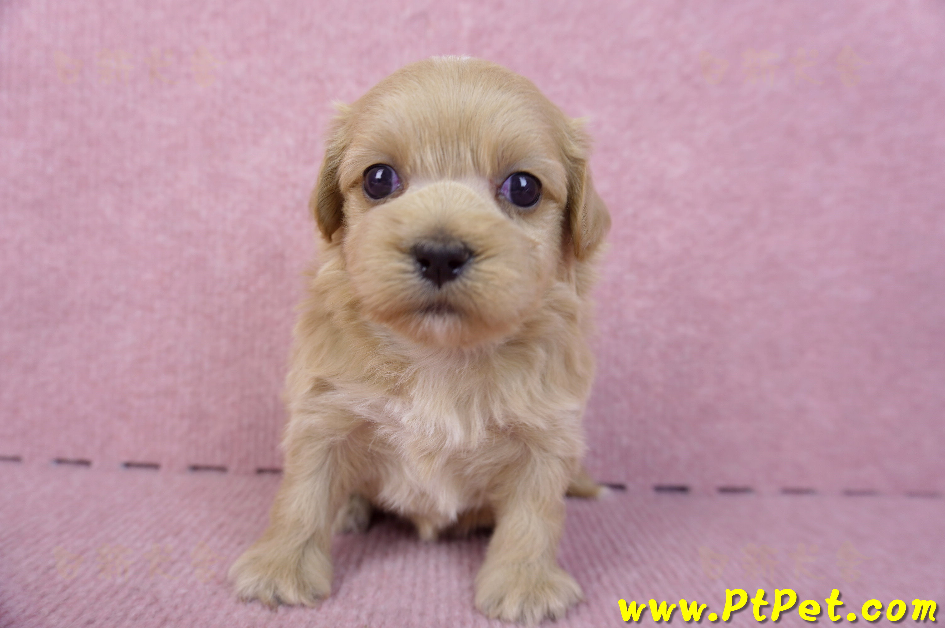 10/18馬爾泰迪母幼犬3號