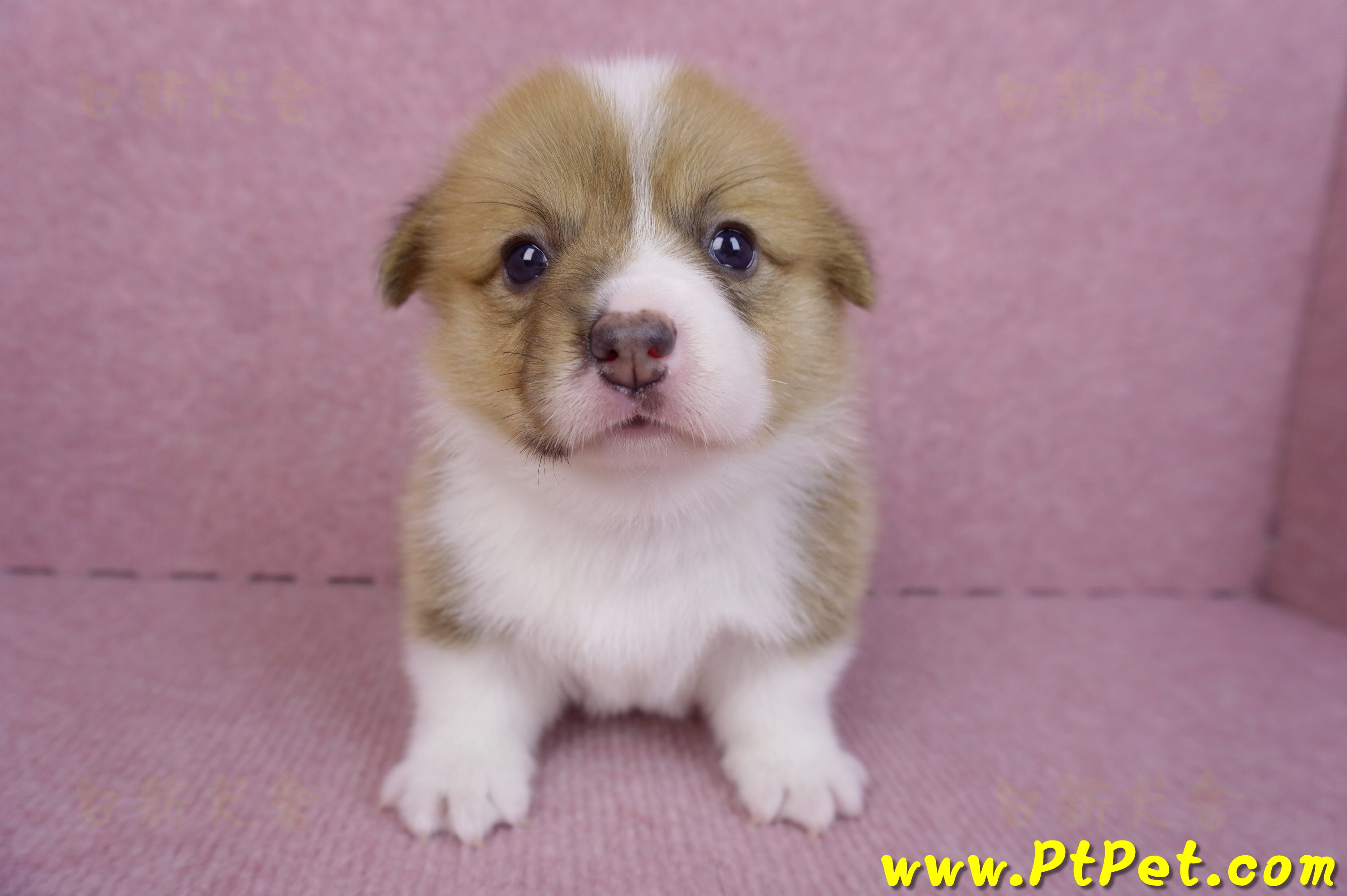 10/10雙色柯基犬母幼犬3號