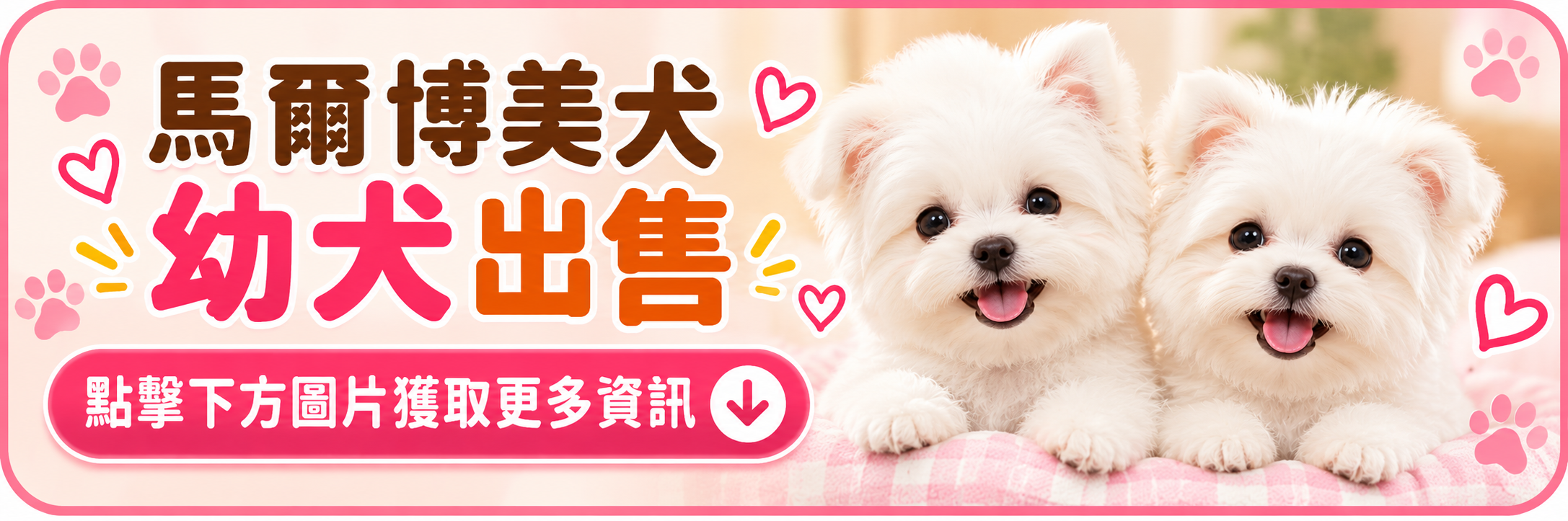 馬爾博美犬 Maltipom