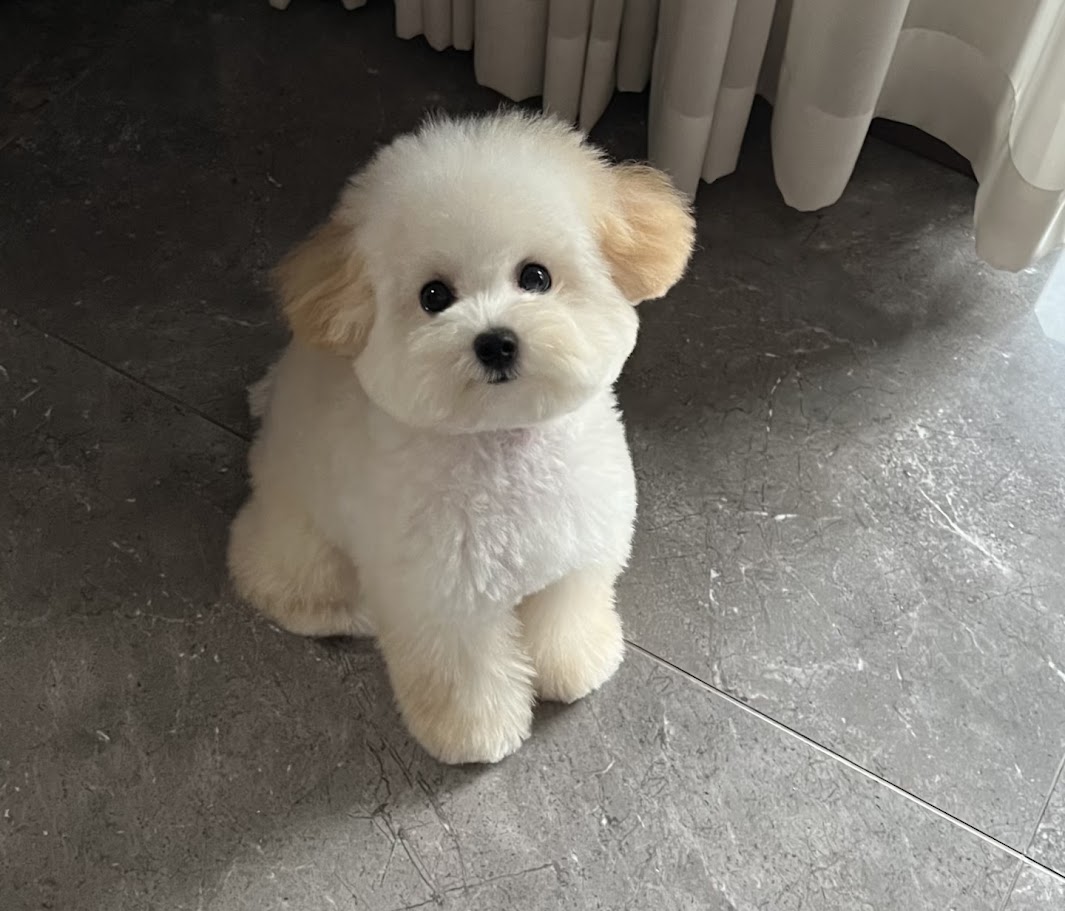 泰迪比熊(泰迪熊)介紹