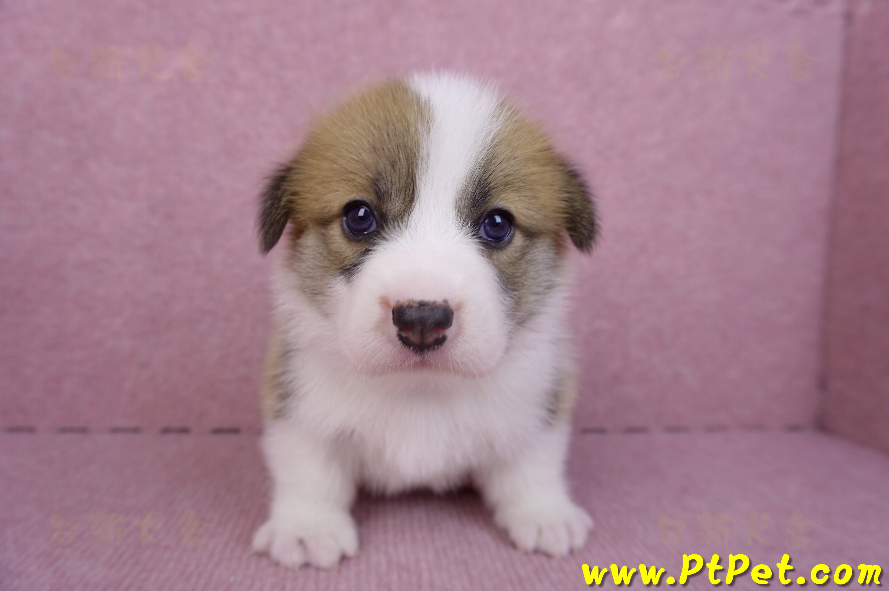 10/10雙色柯基犬母幼犬2號