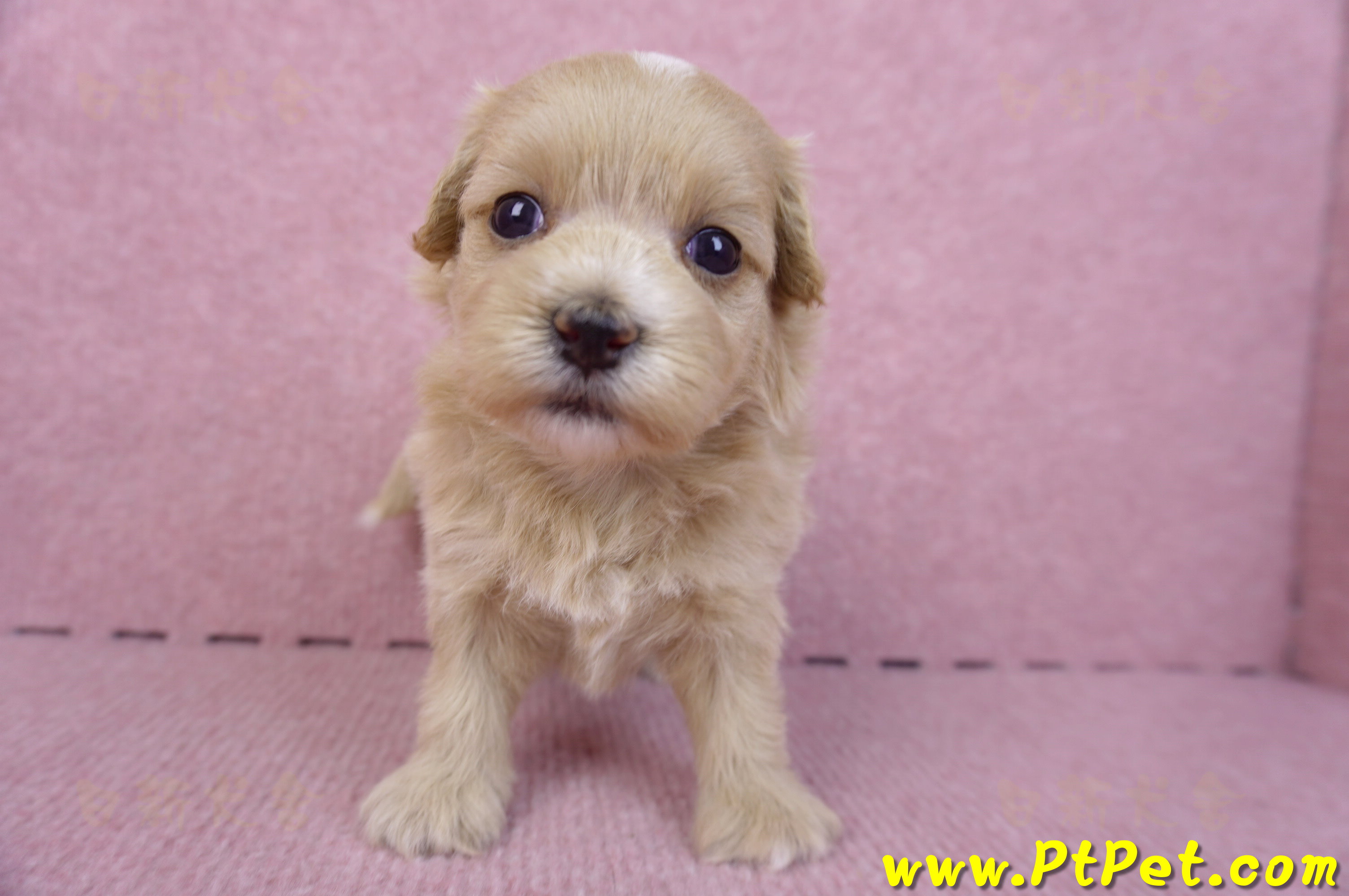 10/18馬爾泰迪母幼犬2號