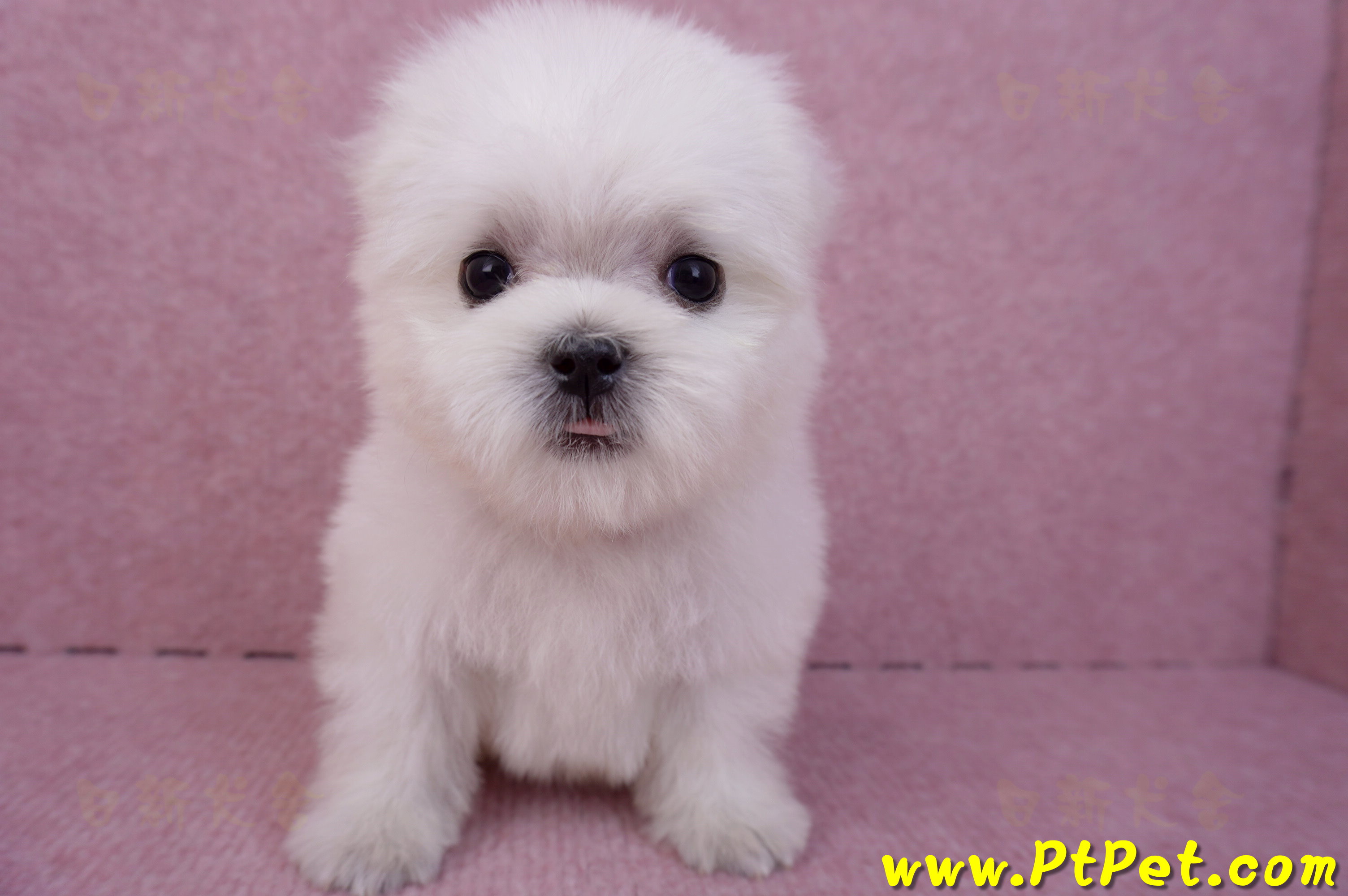 07/26迷你型馬爾濟斯 II 公幼犬1號(台北松山)