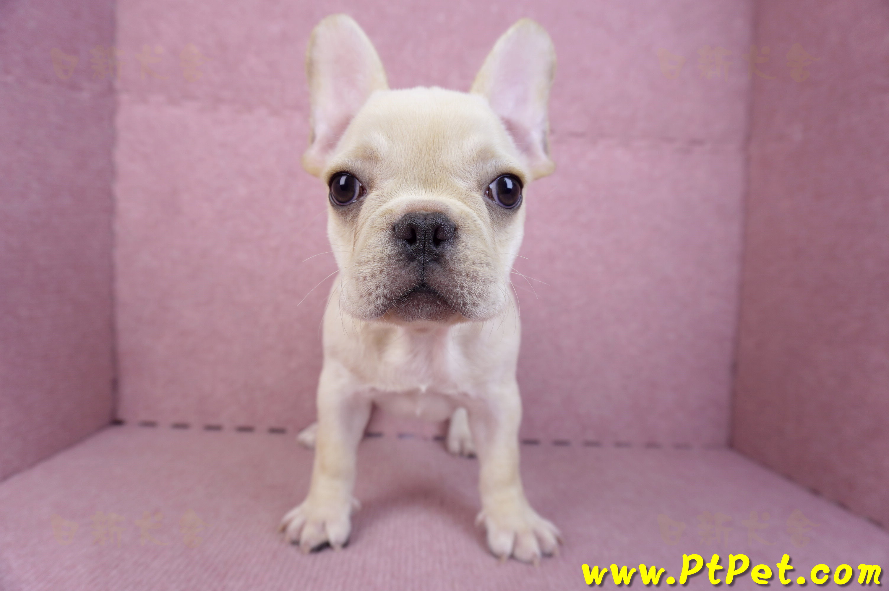 07/25奶油色法國鬥牛母幼犬2號(桃園楊梅)