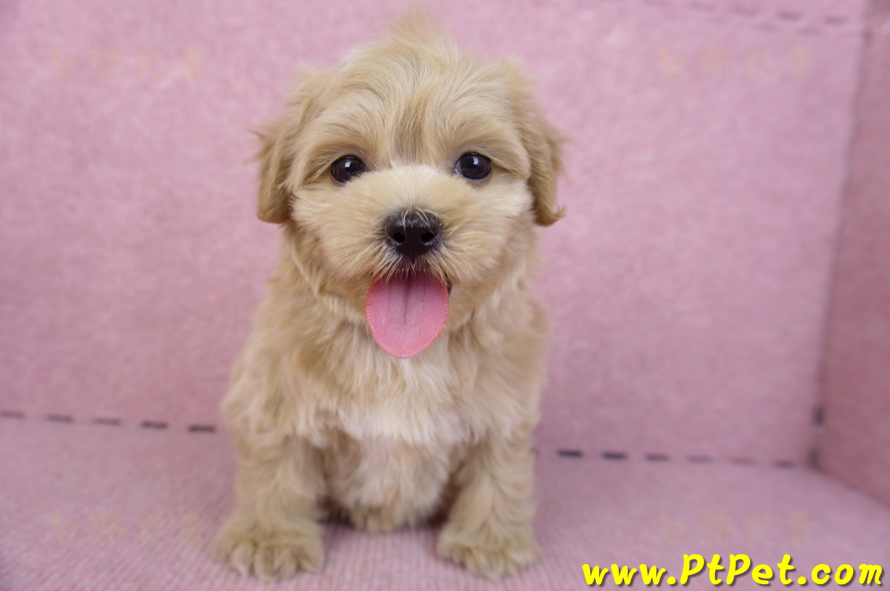 10/18馬爾泰迪母幼犬(高雄鼓山)