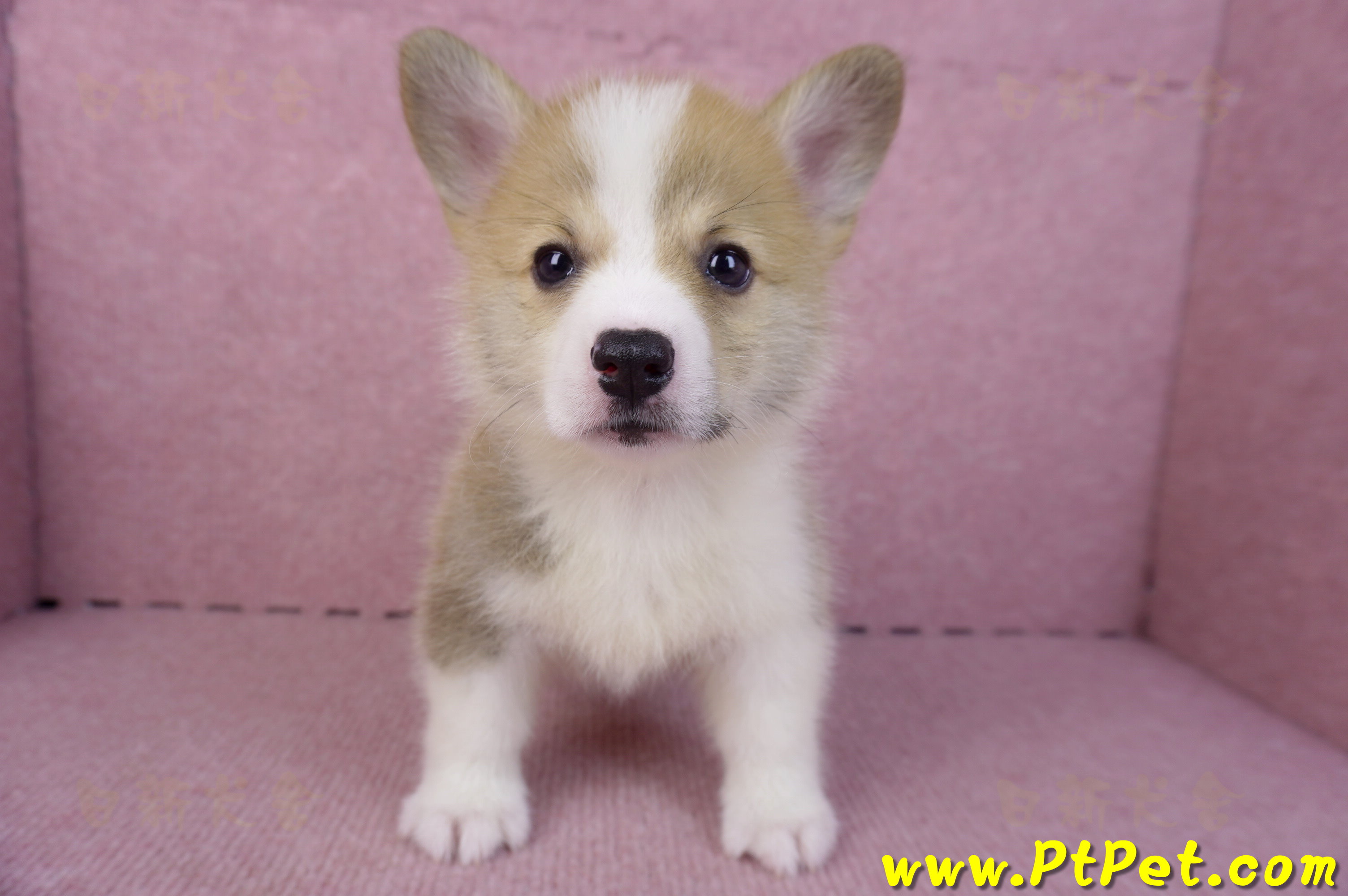 10/13雙色柯基犬母幼犬2號