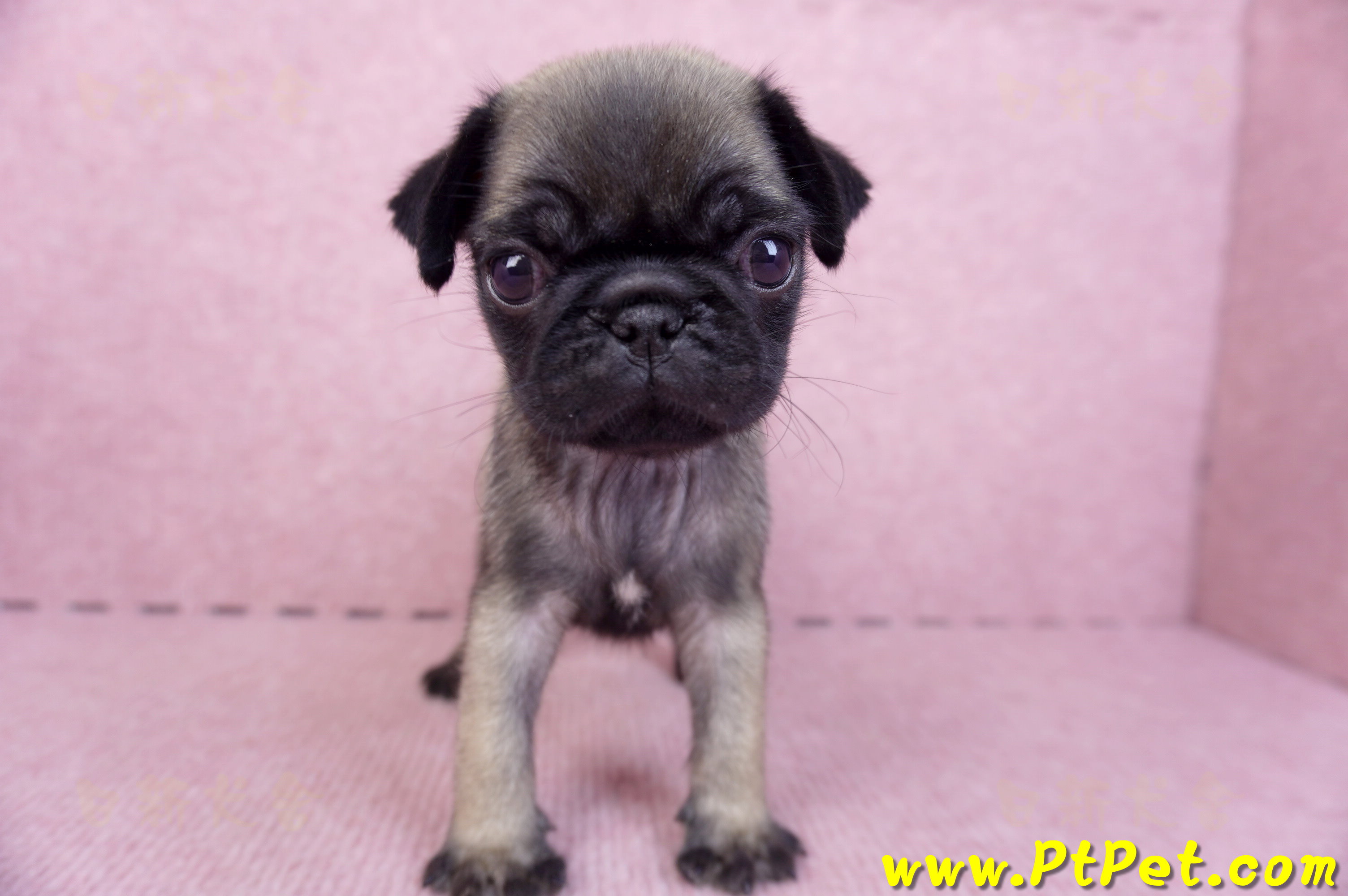 09/08巴哥公幼犬(台南善化)