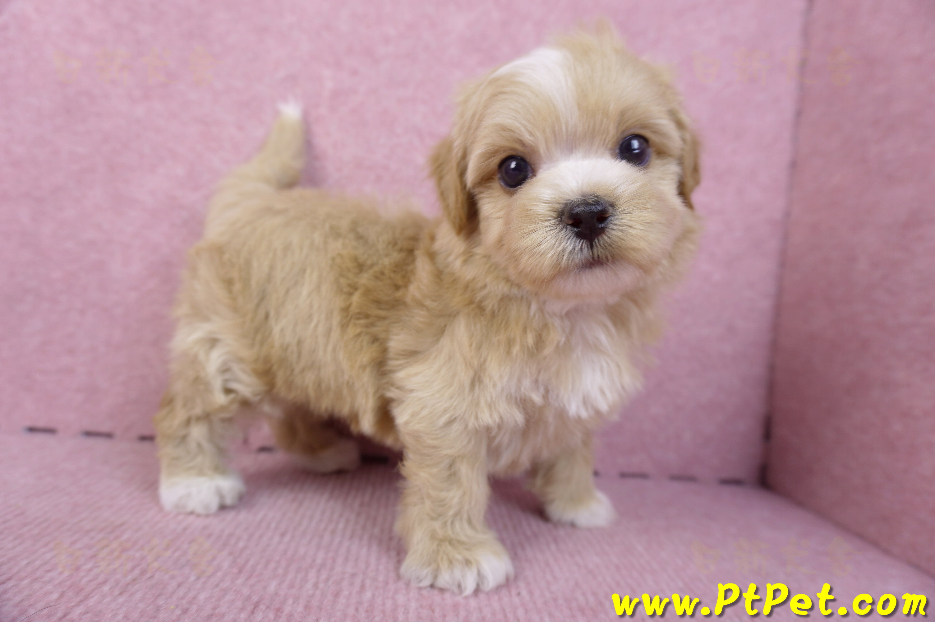 10/18馬爾泰迪公幼犬1號