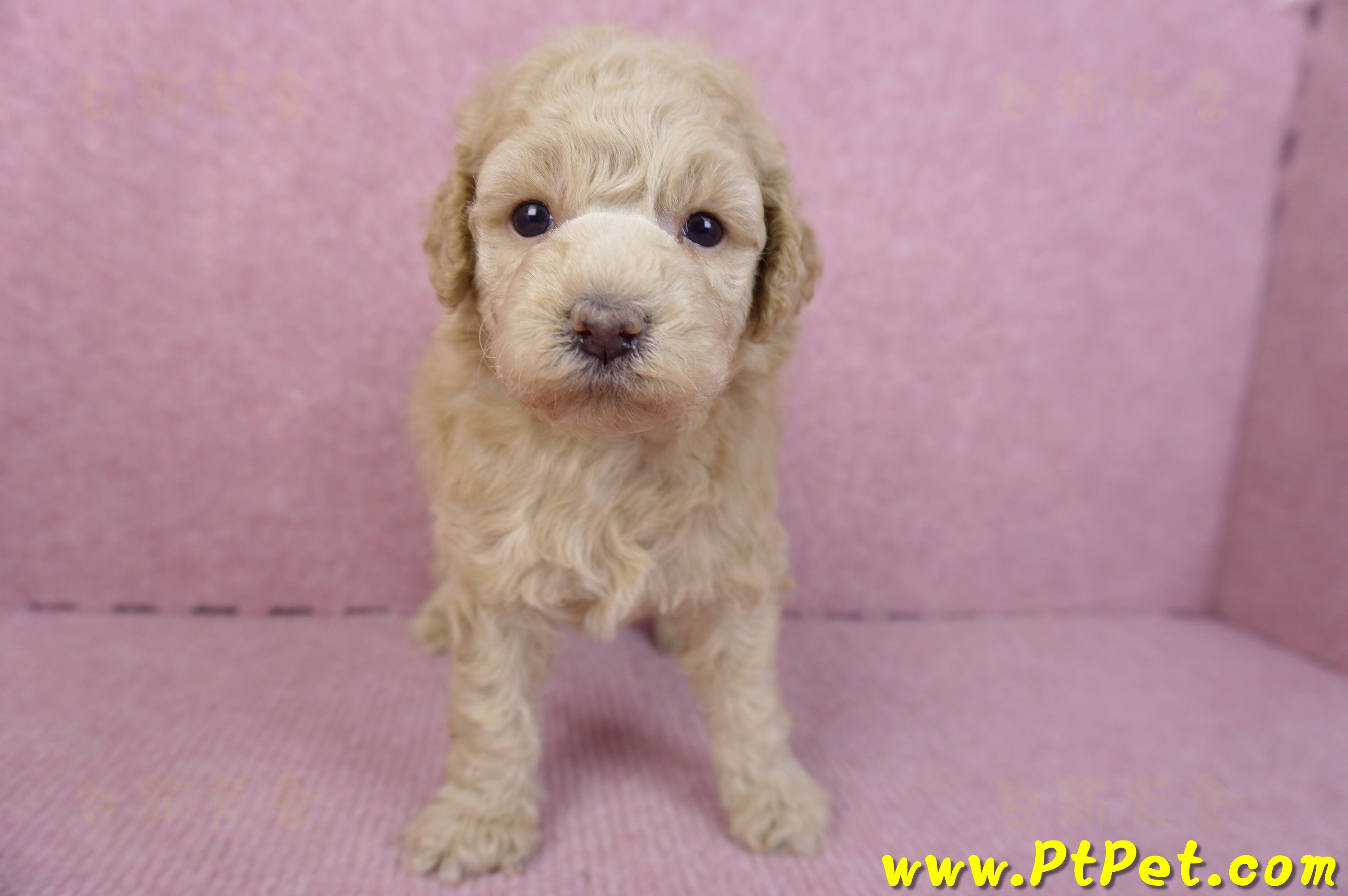 12/06玩具型奶油貴賓母幼犬2號